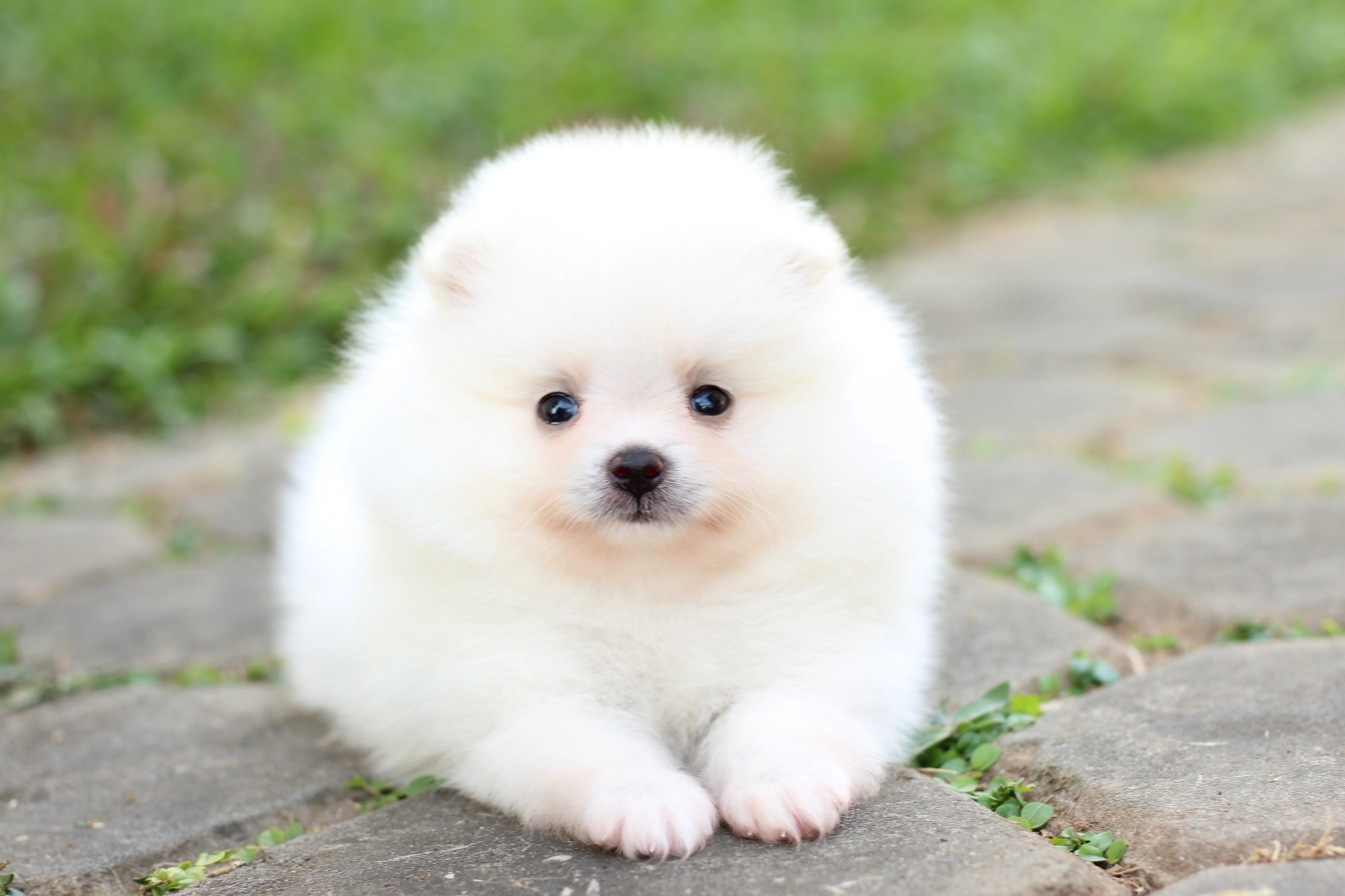 ปอมเมอเรเนียน เพศผู้ขาวครีม