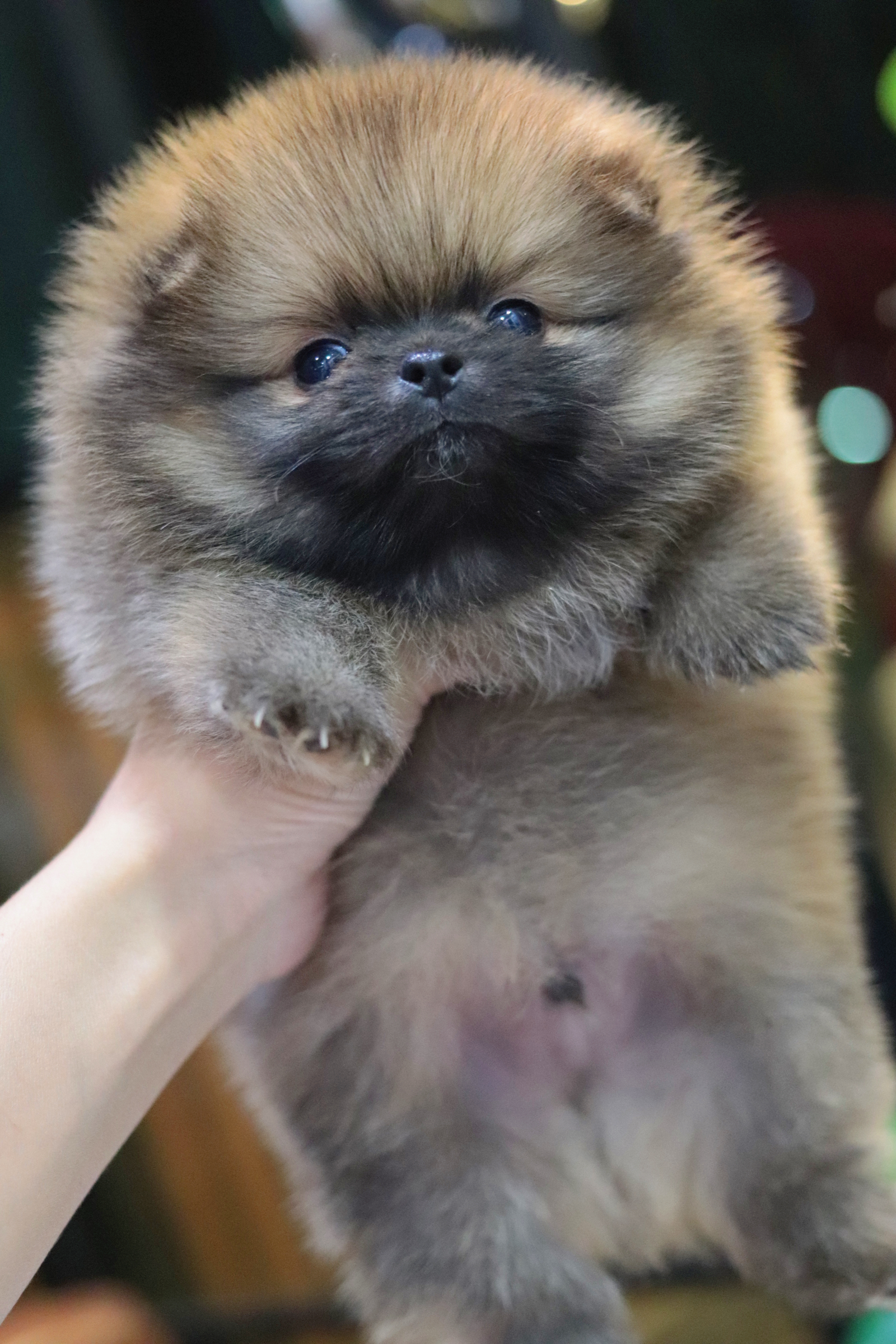 ปอมเมอเรเนียน เพศผู้สีส้มขนแน่น สายเลือดดี