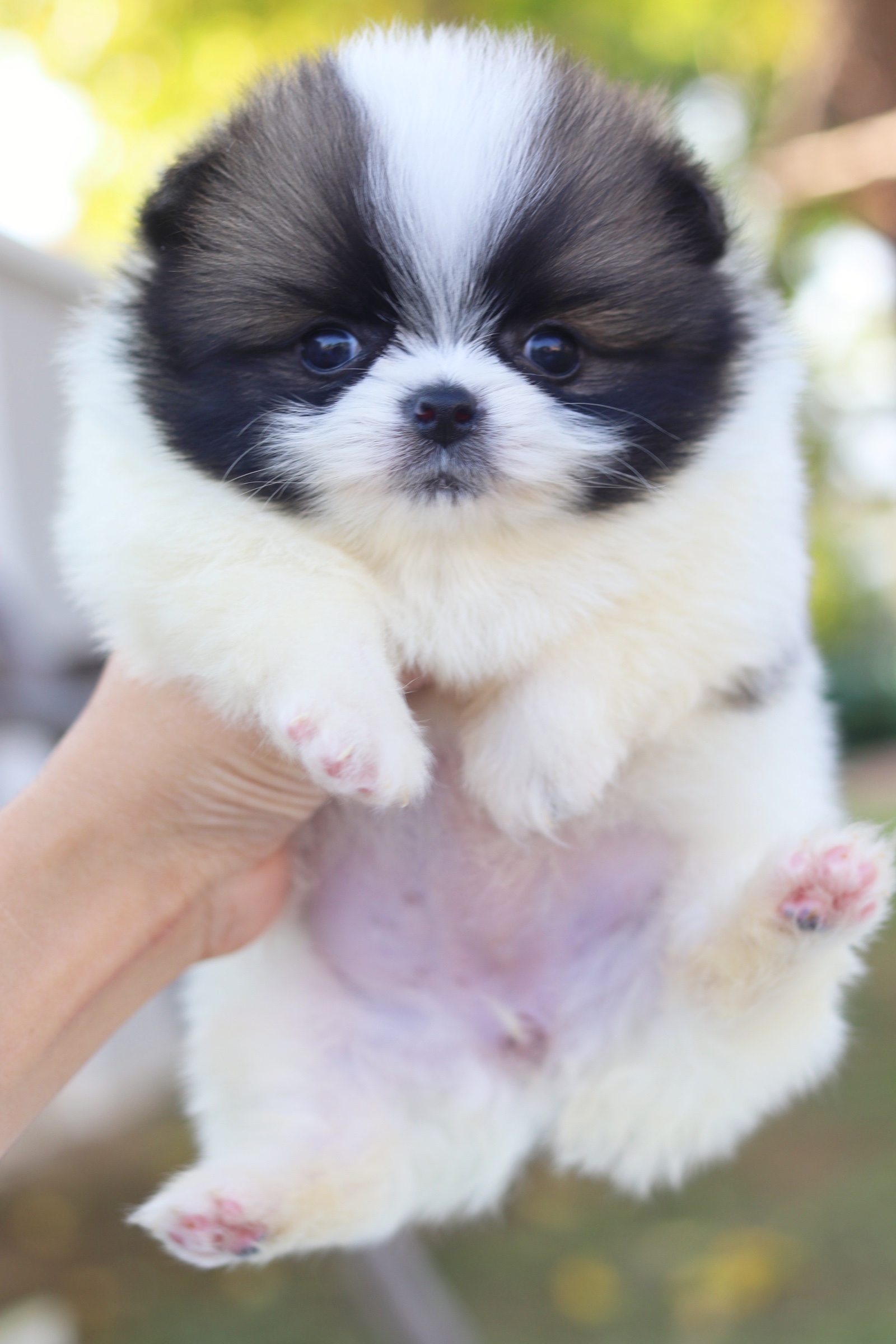 ปอมเมอเรเนียน เพศเมียแฟนซี