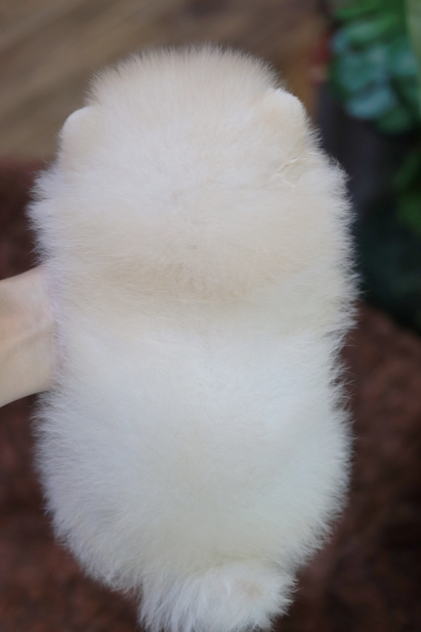 ปอมเมอเรเนียน เพศเมียขาวครีม