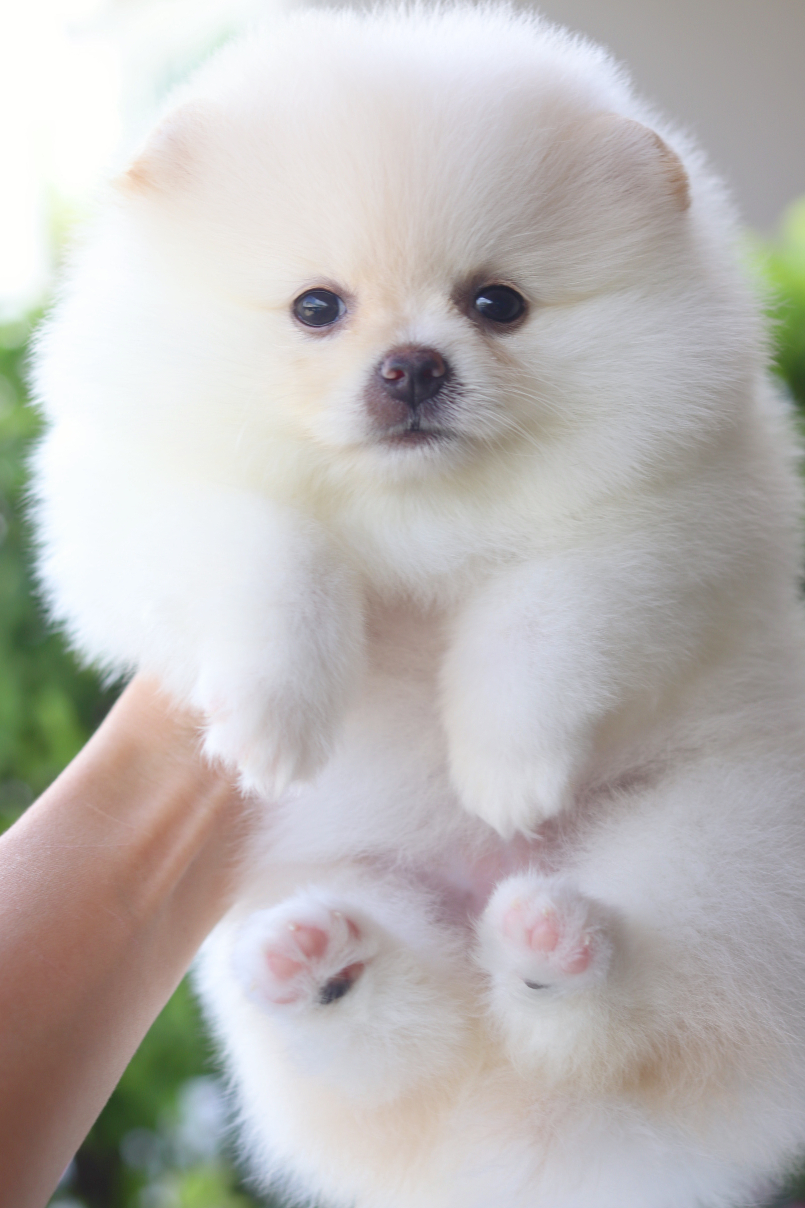 ปอมเมอเรเนียน เพศเมียสีครีม