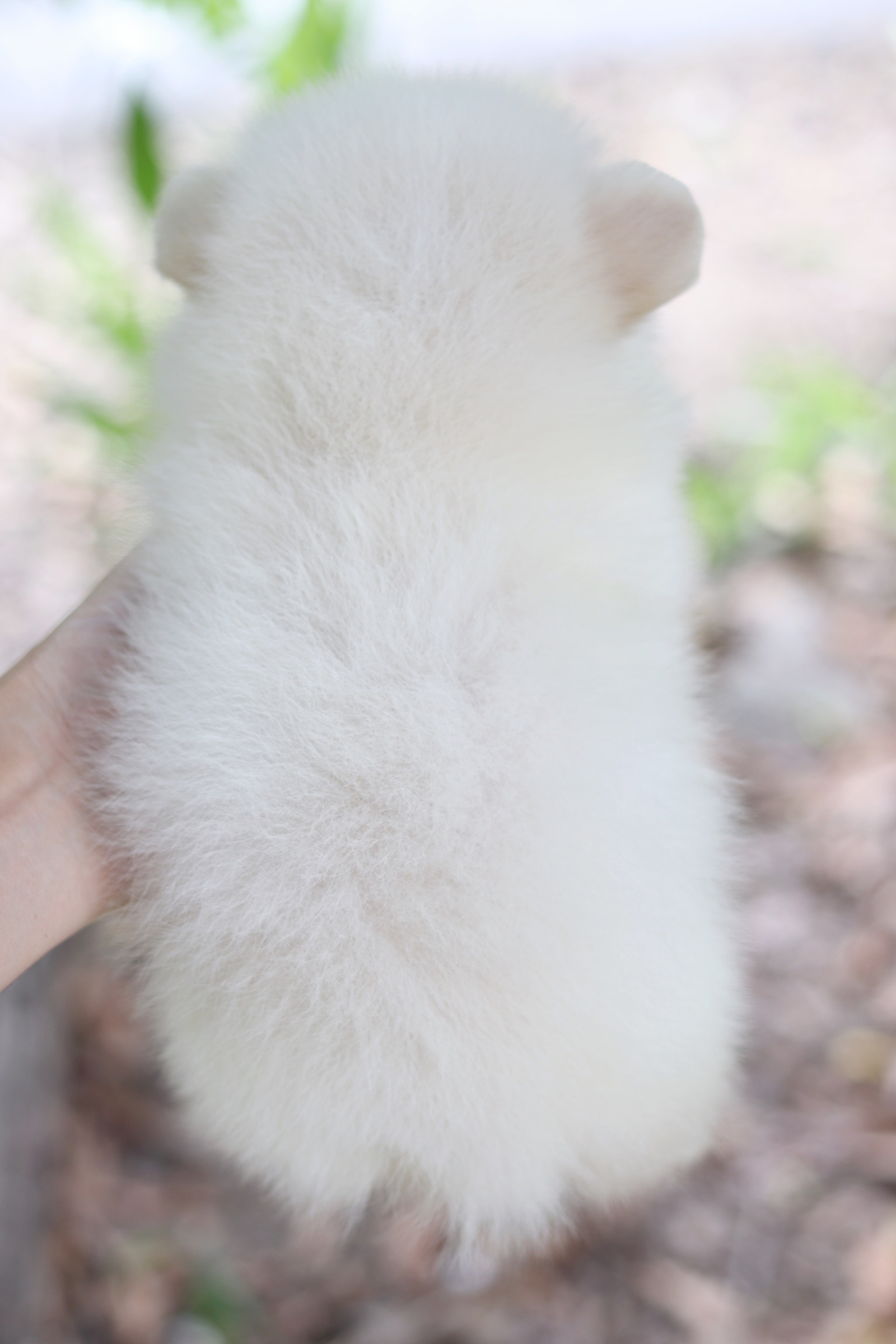 ปอมเมอเรเนียน เพศผู้ สีขาวครีม เกรดเลี้ยง