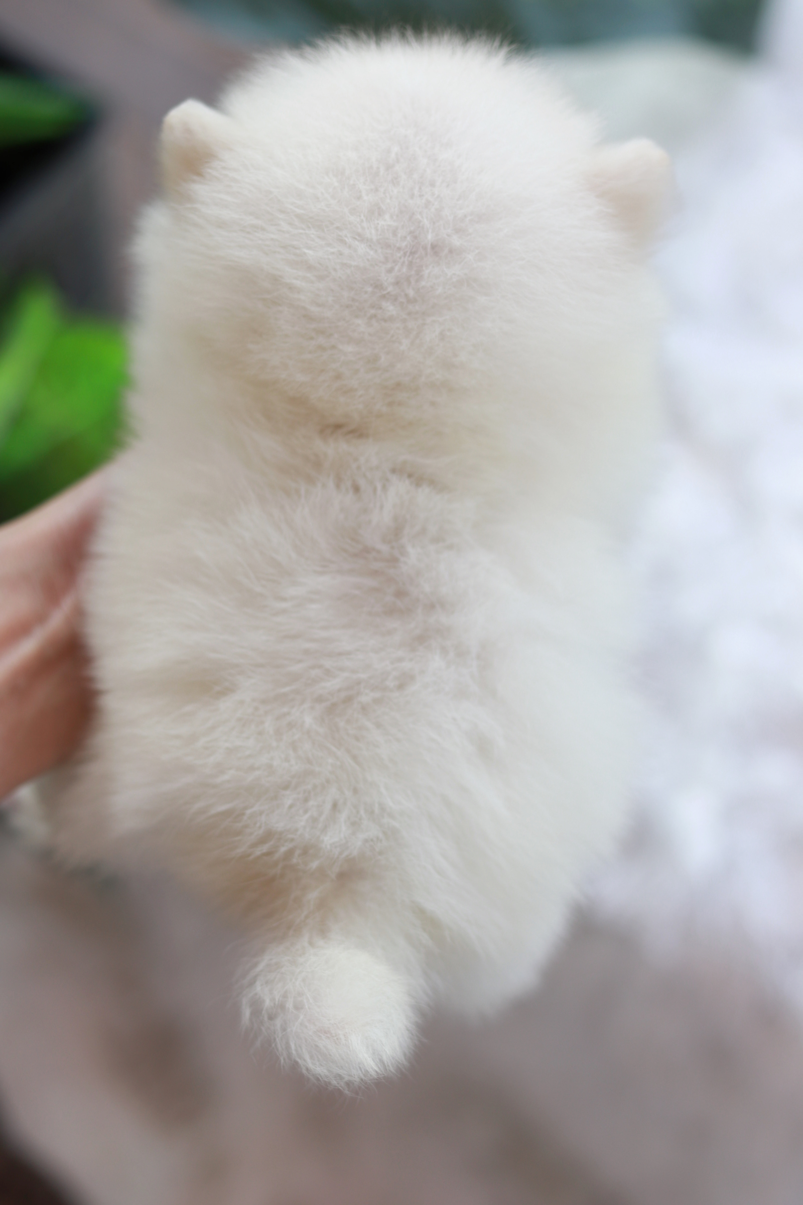 ปอมเมอเรเนียน เพศผู้ สีขาวครีม