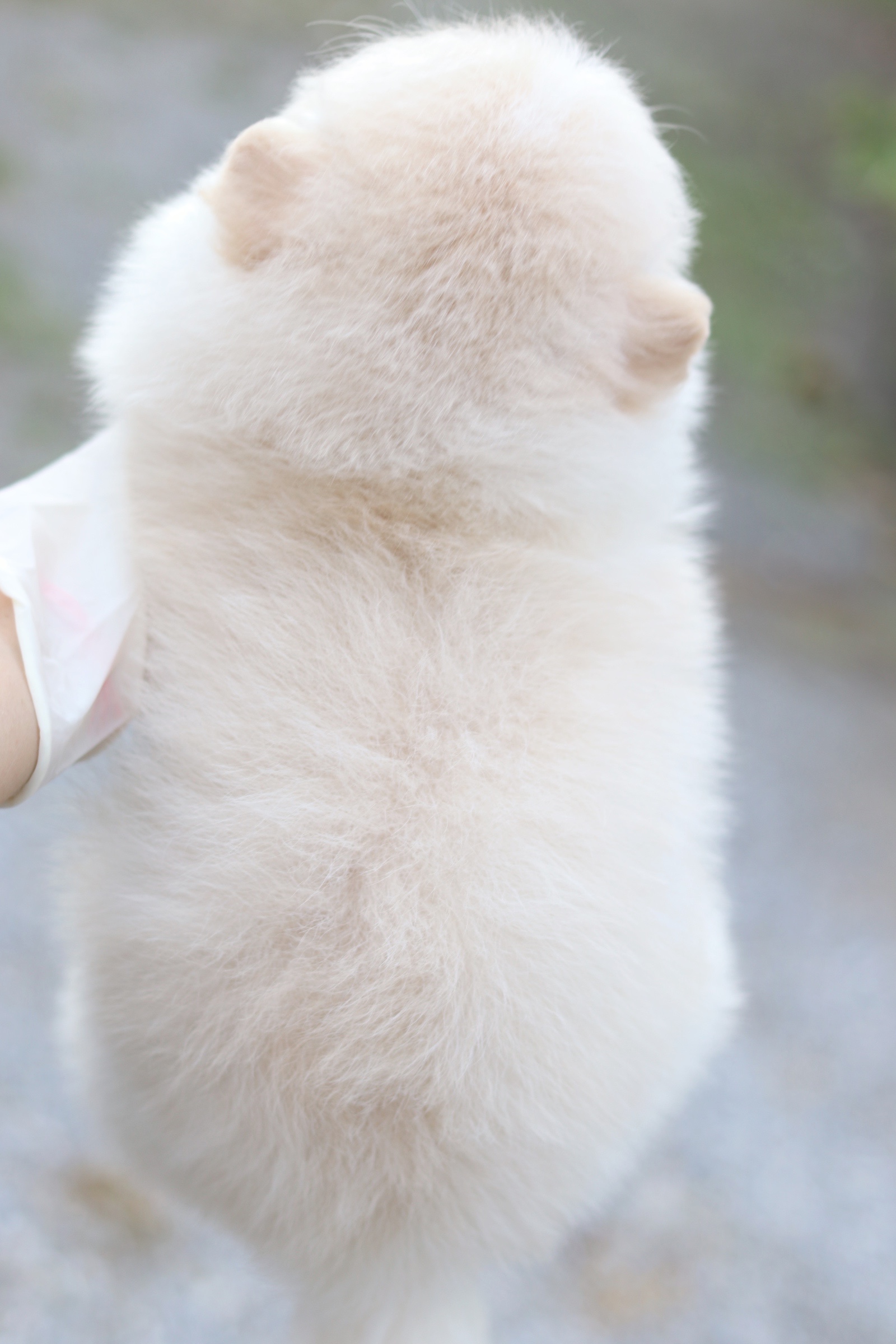 ปอมเมอเรเนียน เพศผู้ สีครีม