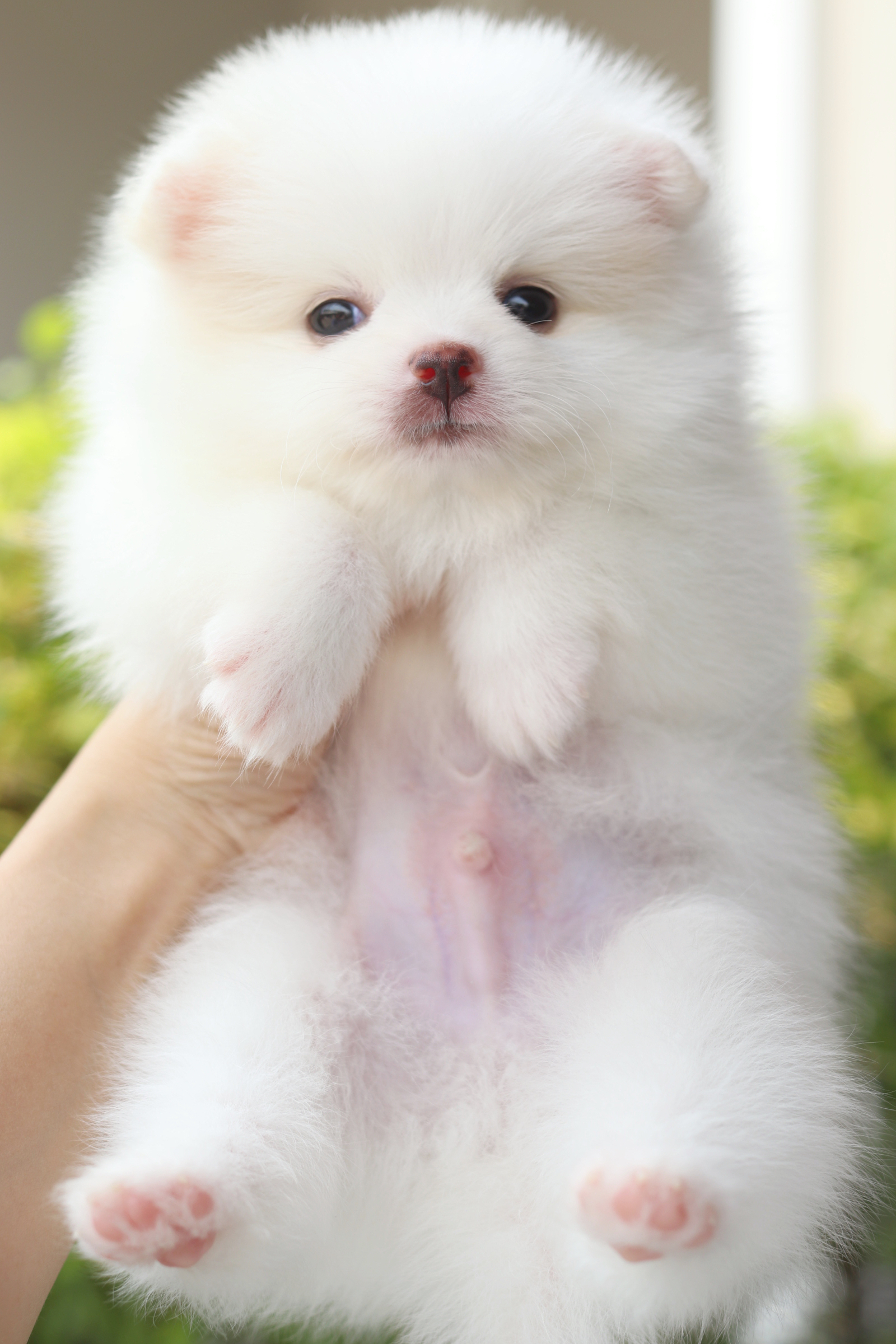 ปอมเมอเรเนียน เพศผู้สีขาวครีม