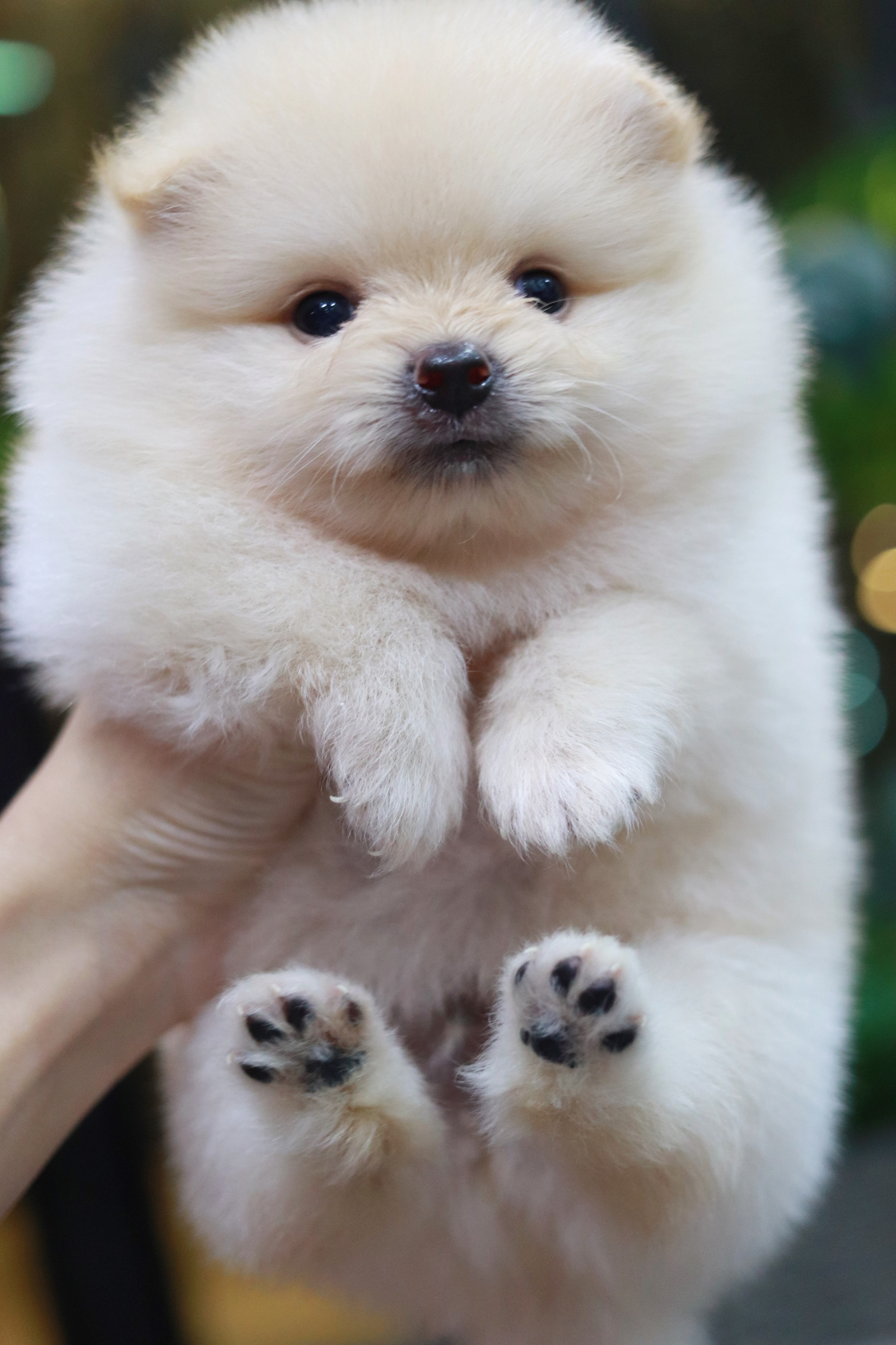 ปอมเมอเรเนียน เพศผู้