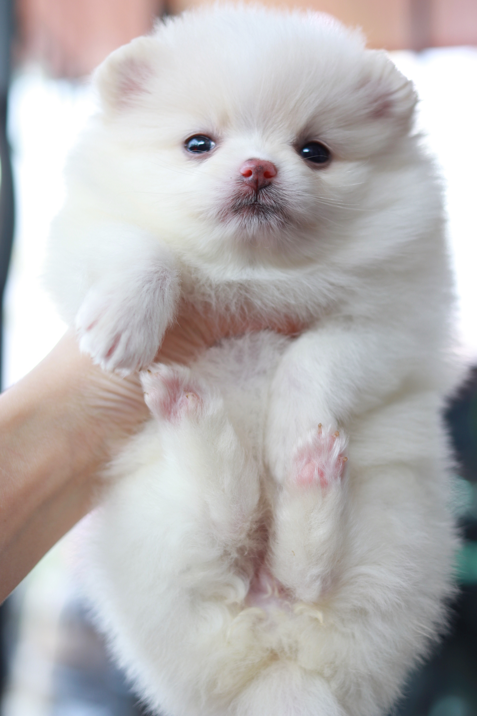 ปอมเมอเรเนียน เพศเมีย