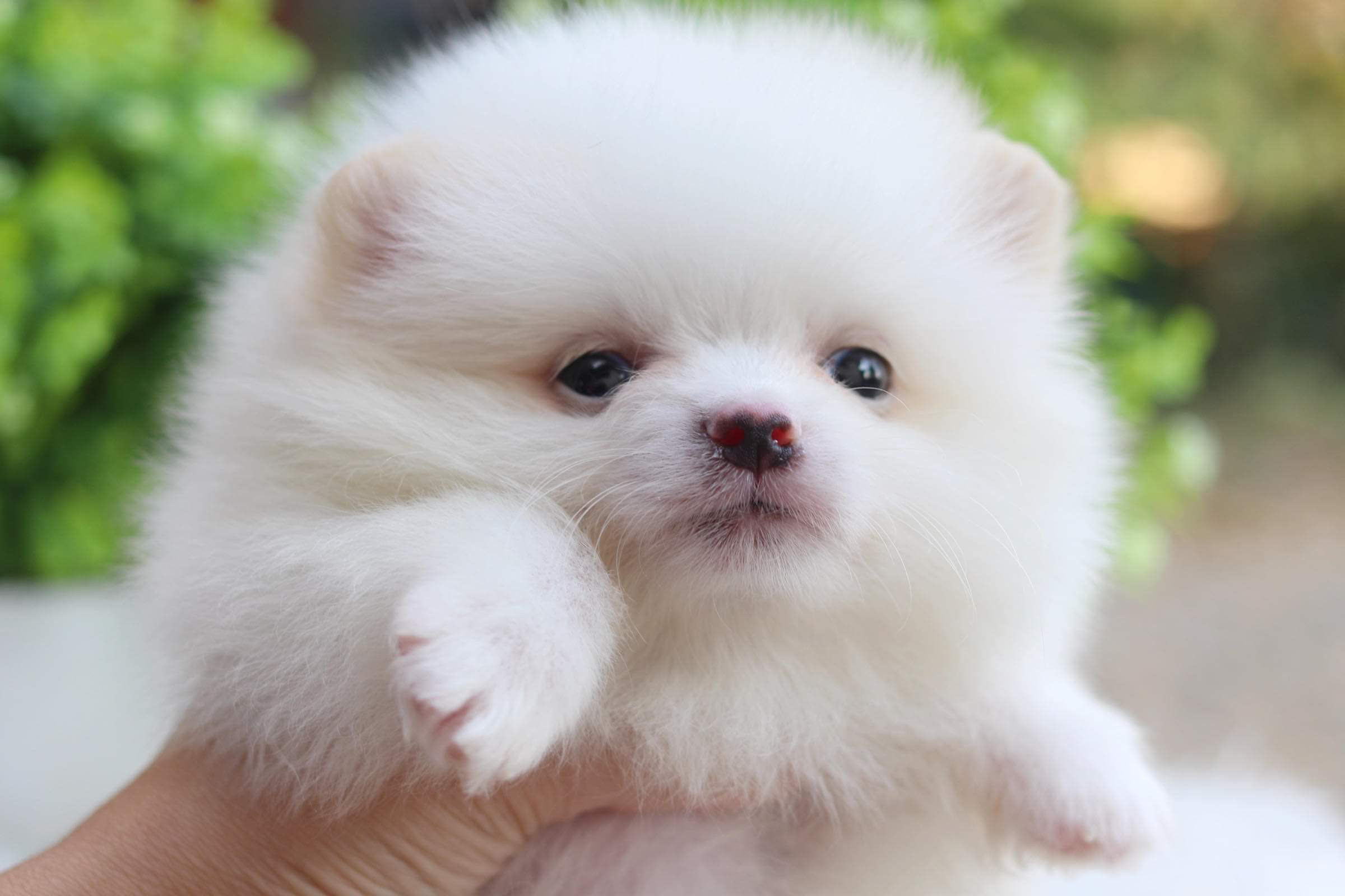 ปอมเมอเรเนียน เพศผู้