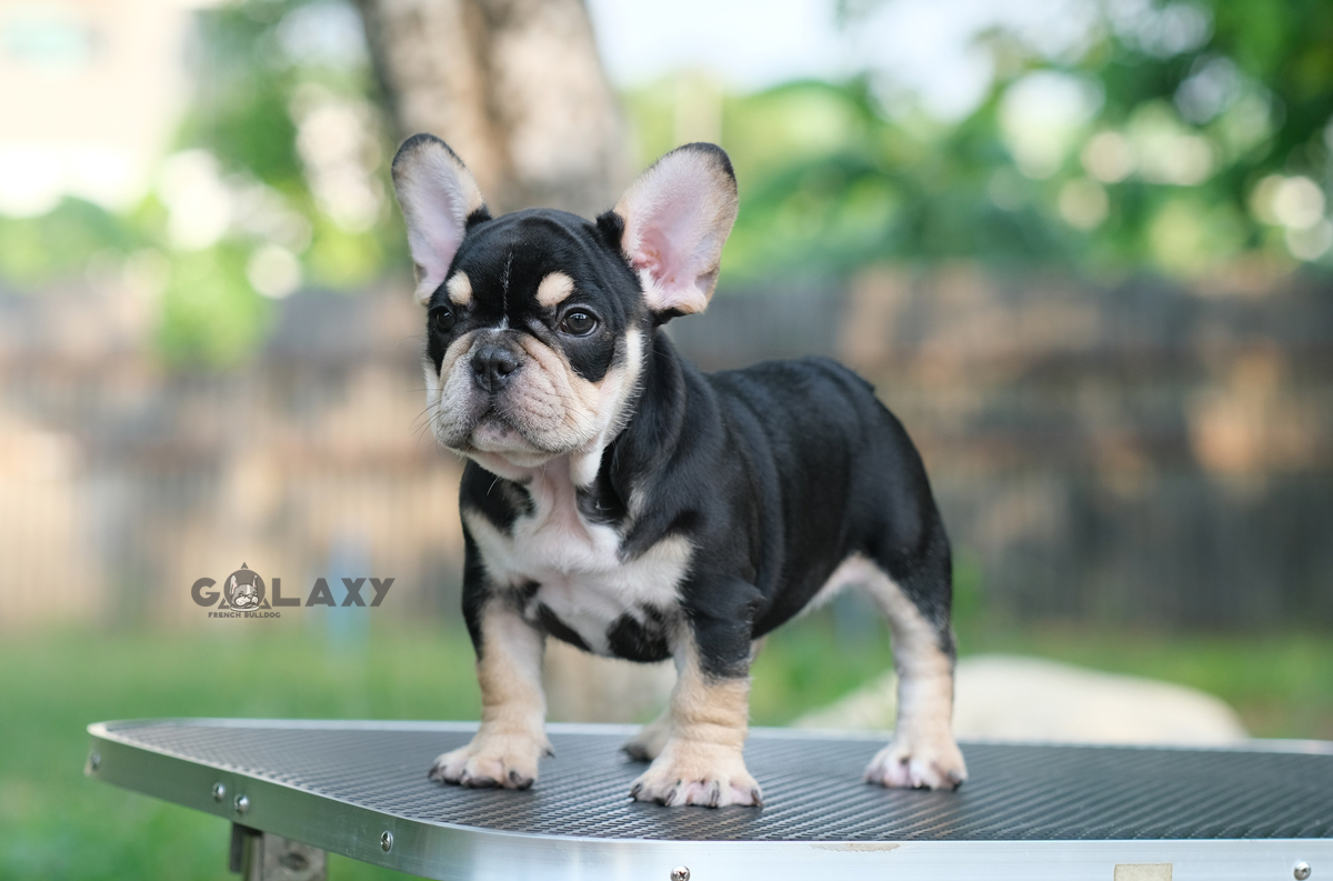 เพศผู้ สีBLACK TAN สีพิเศษ โครงสร้างสวย ตัวหนา กระดูกใหญ่ หน้าย่นๆ พื้นสีดำที่ตัวเป็นสีดำเงาสง่างามมากๆ ใครได้ไปเลี้ยงเสริมบารมี จะโชคดี ดีมีชัย และเป็นสง่าราศีกับคนจูงอย่างแน่นอน, ได้รับการฉีดวัคซีนรวมป้องกัน5โรค ,สุนัขร่างกายสมบูรณ์แข็งแรง สุขภาพจิตดีทุ