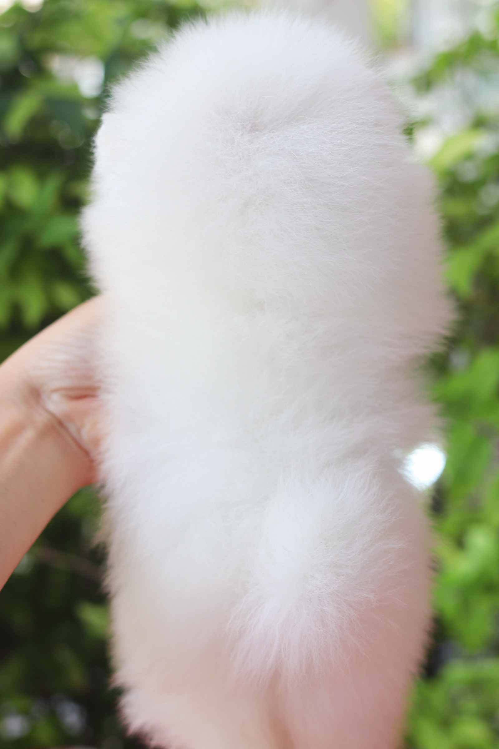 ปอมเมอเรเนียน เพศผู้ สีขาวครีม เกรดโชว์