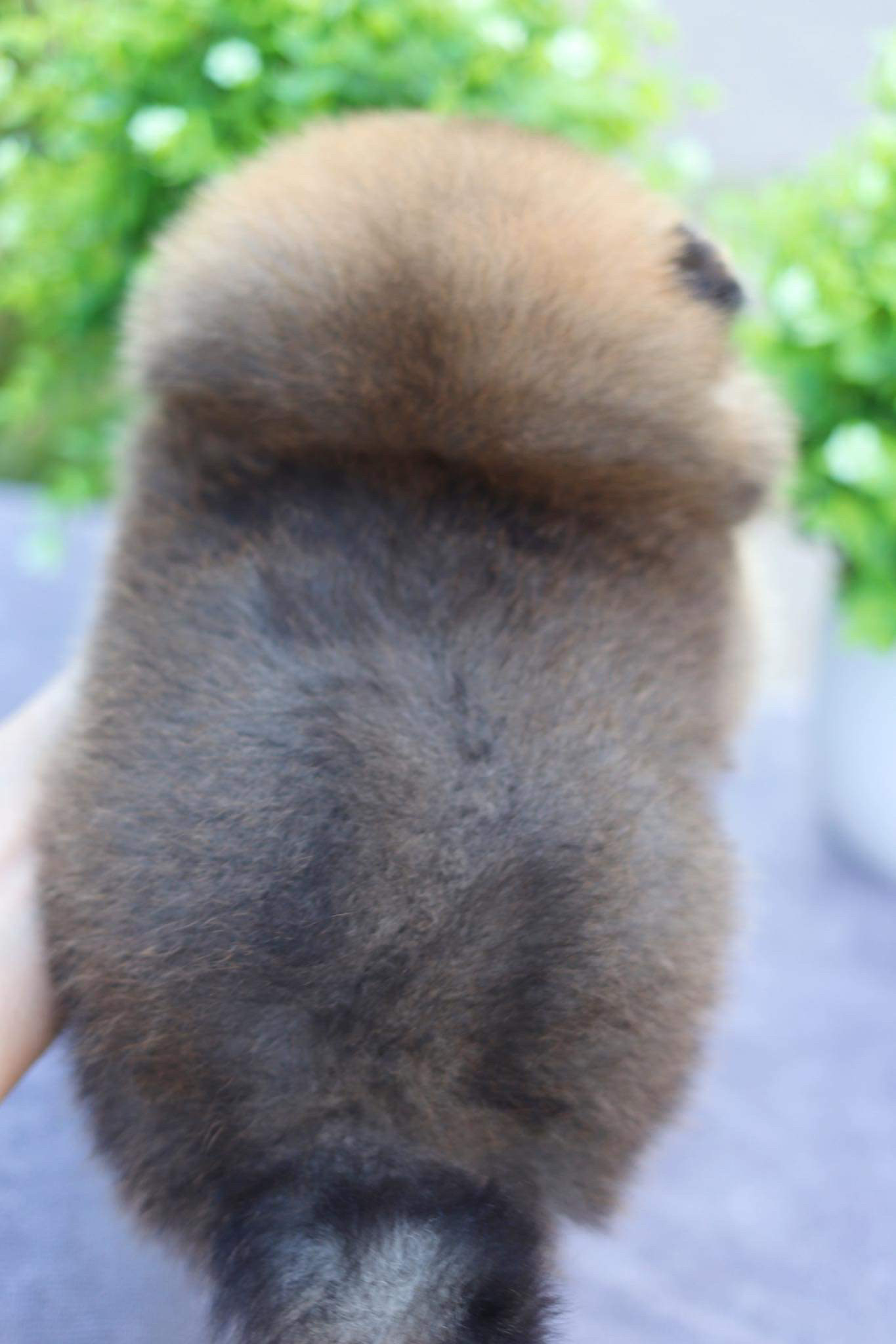 ปอมเมอเรเนียน เพศผู้