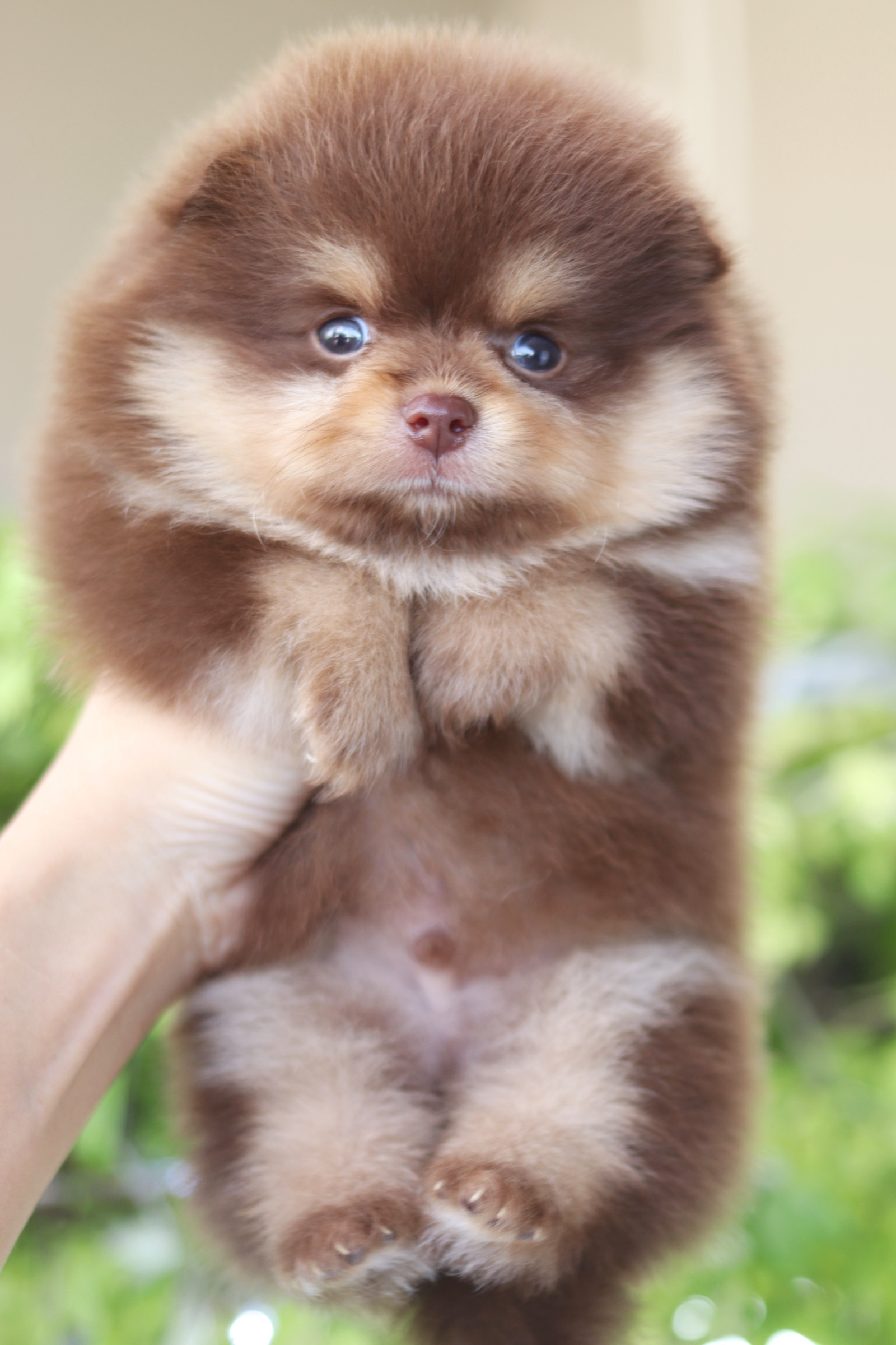 ปอมเมอเรเนียน เพศผู้สีช็อคแทน เกรดโชว์