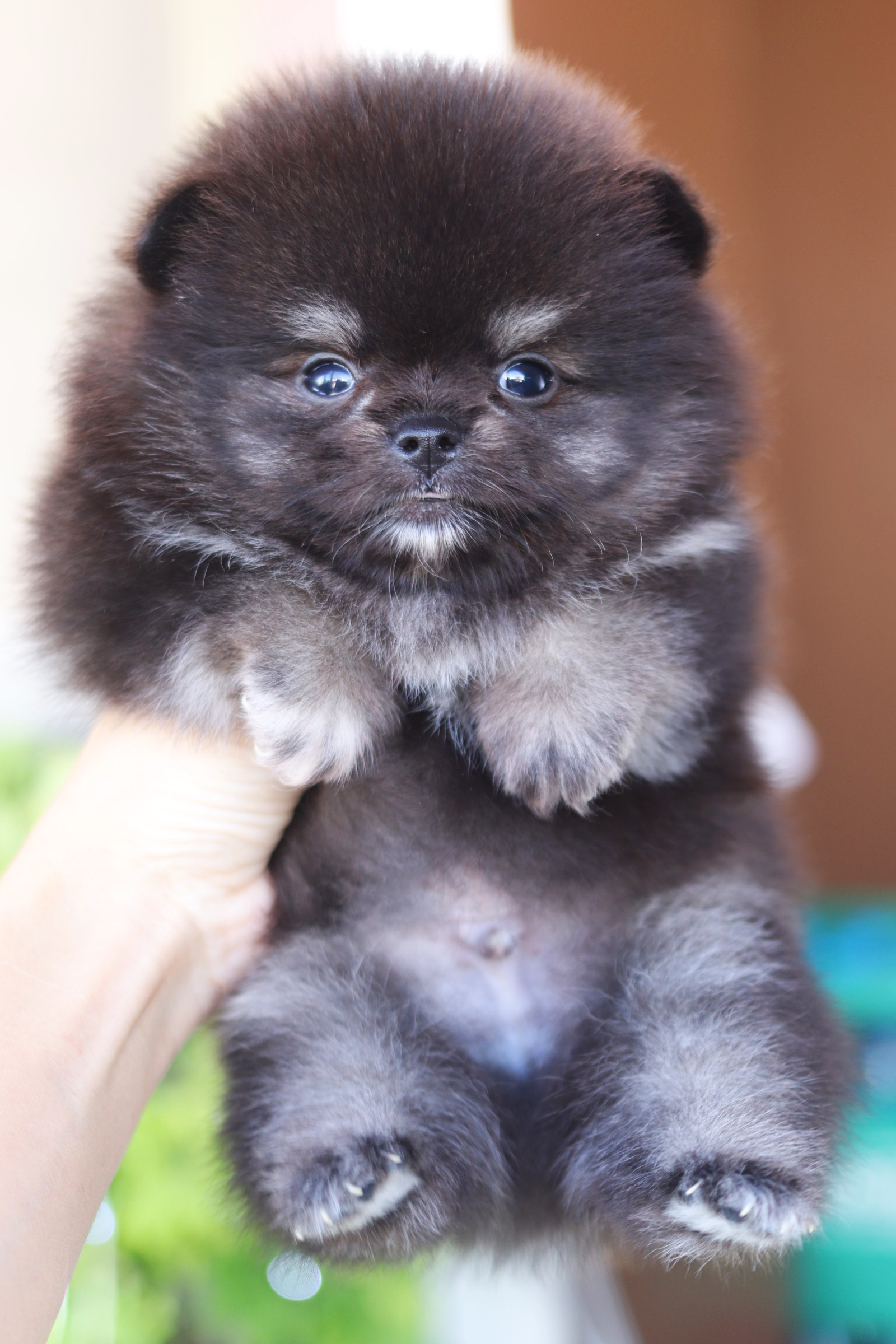 ปอมเมอเรเนียน เพศผู้ สีแบล็คแทน