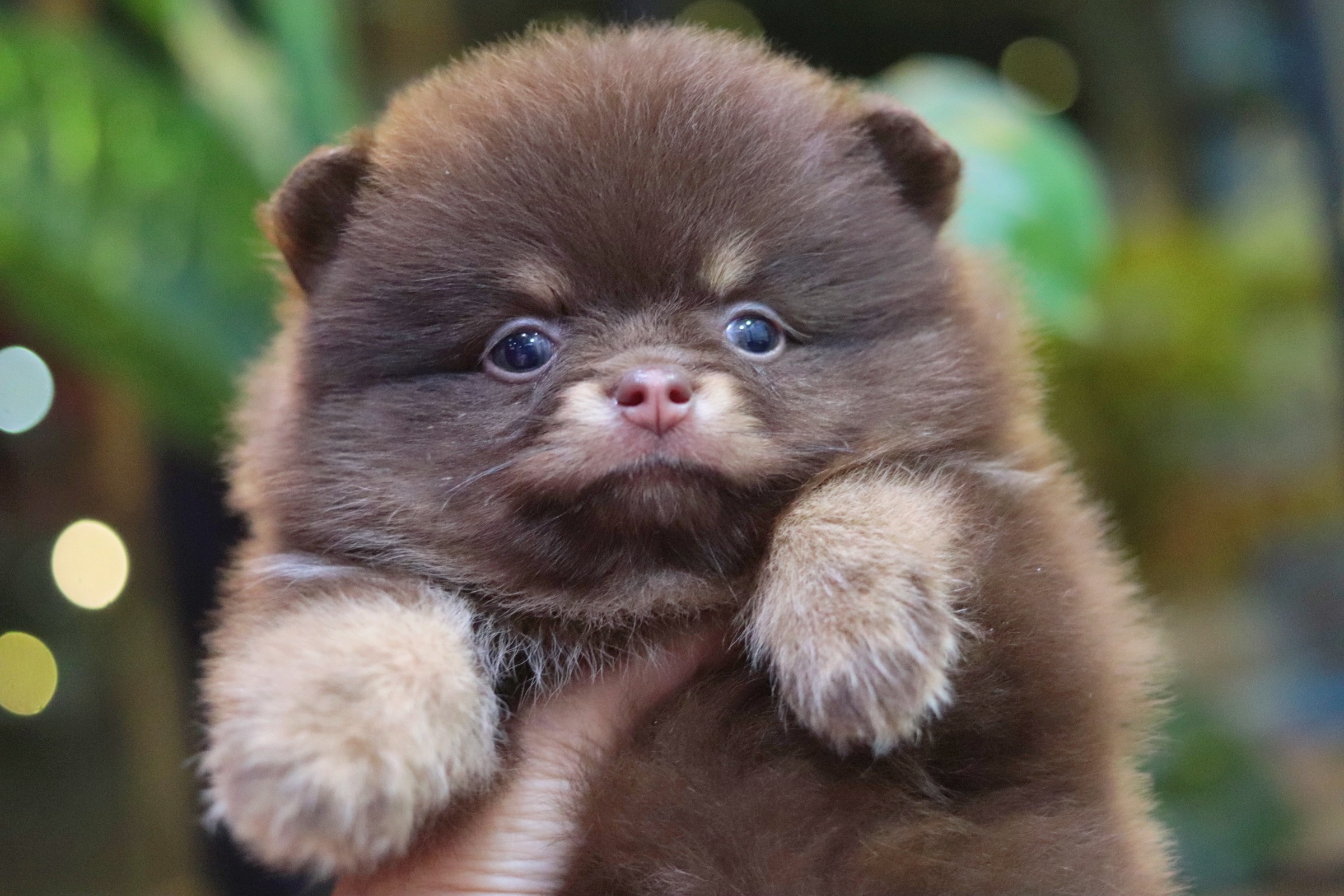 ปอมเมอเรเนียน เพศเมีย สีช็อคแทน