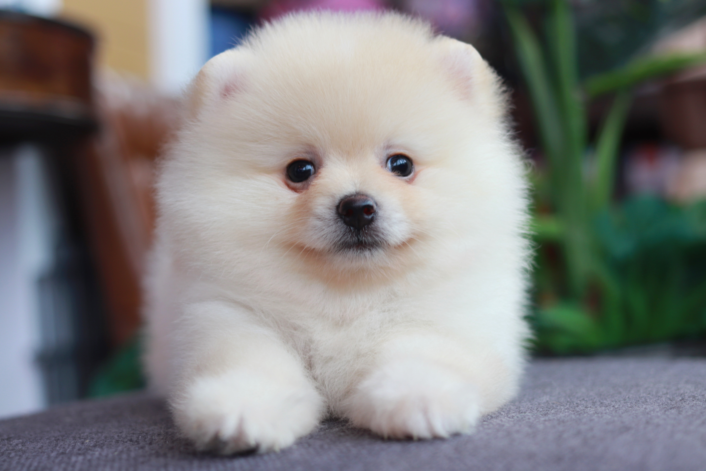 ปอมเมอเรเนียน เพศผู้ ไซส์ปกติหน้าฟ็อก