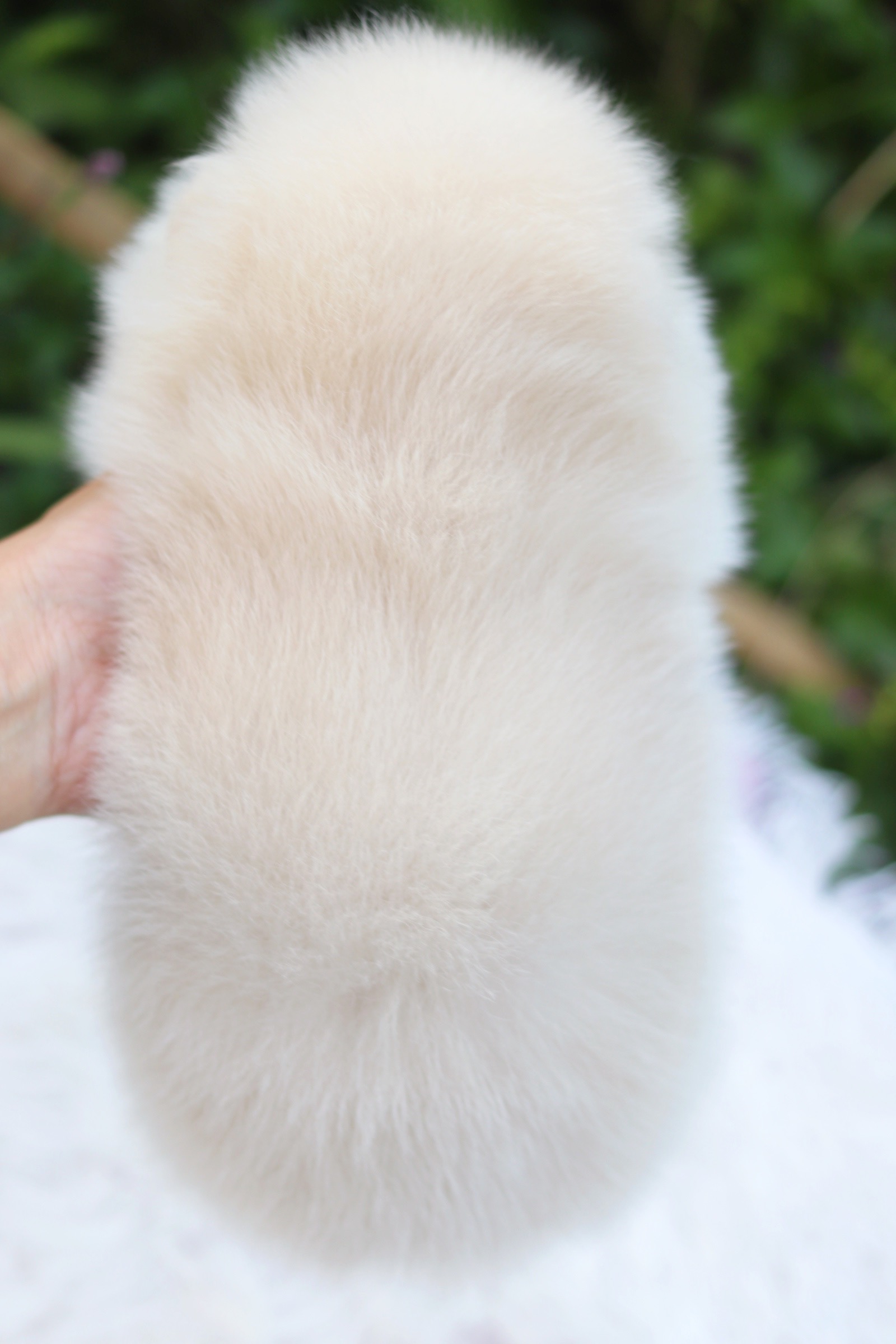 ปอมเมอเรเนียน เพศเมียขาวครีม