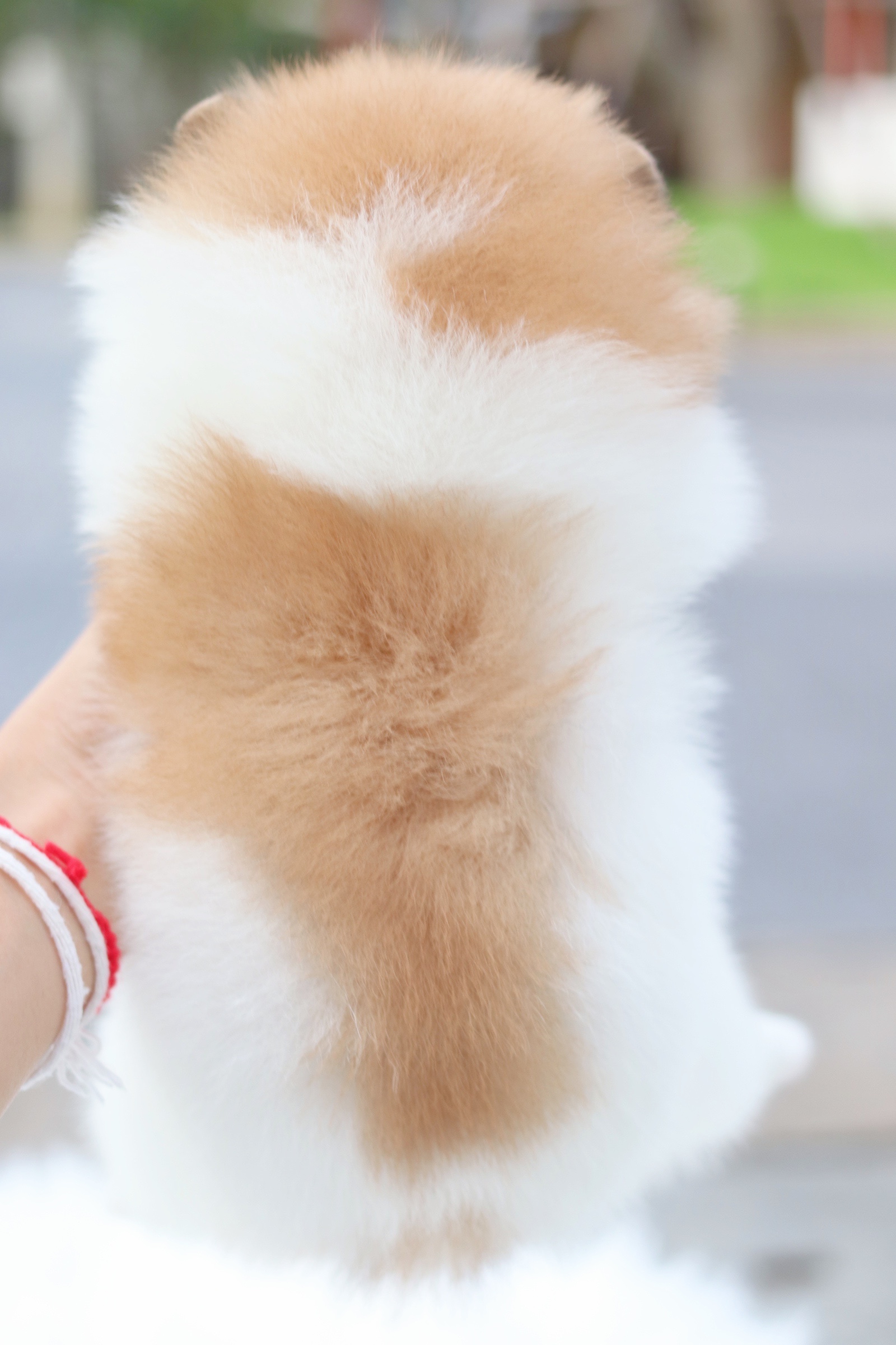 ปอมเมอเรเนียน เพศเมียสีแฟนซี