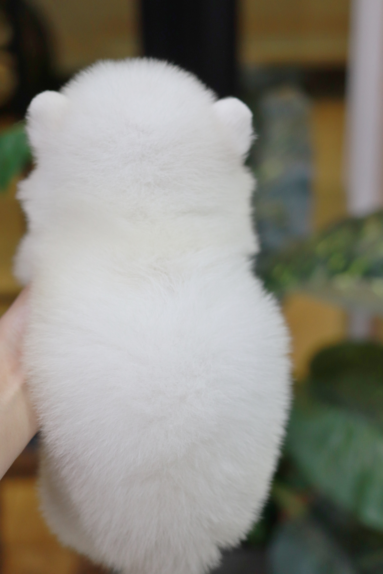 ปอมเมอเรเนียน เพศผู้ สีขาวครีม