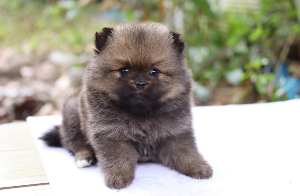 ปอมเมอเรเนียน เพศผู้