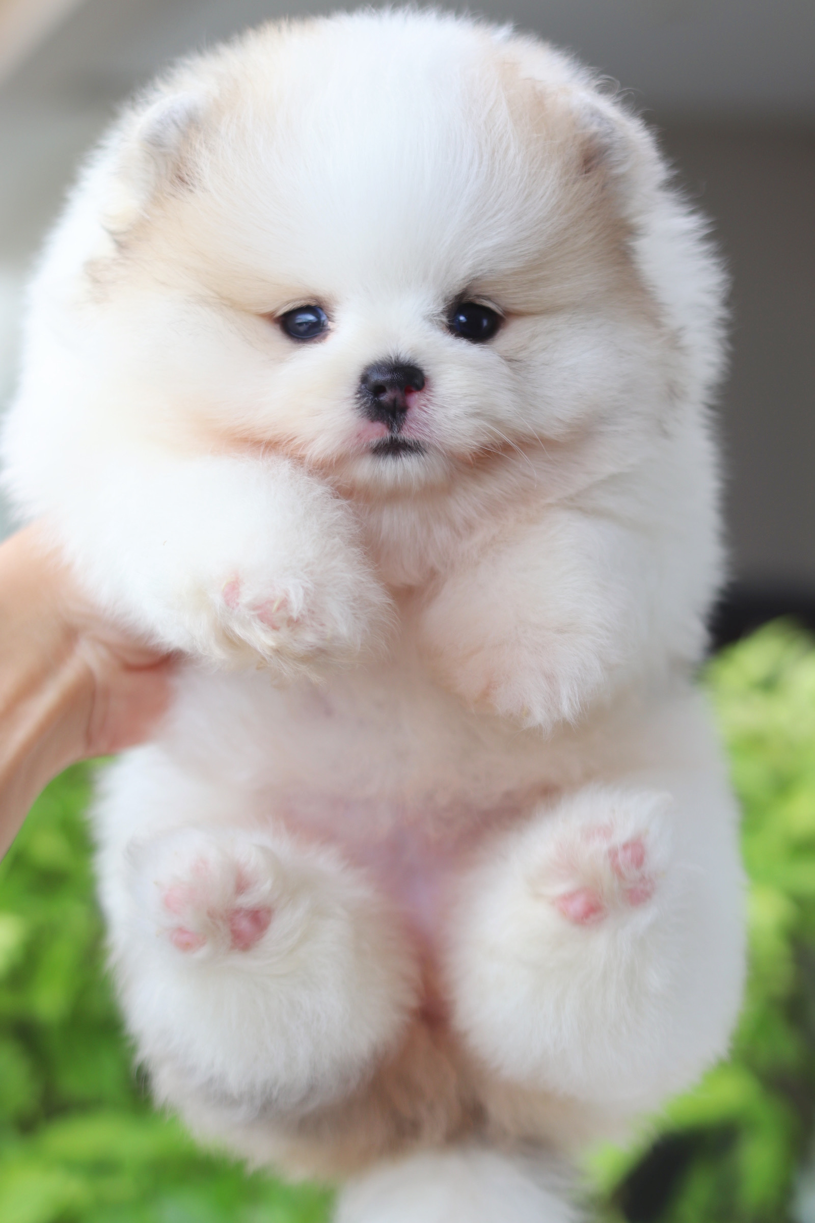 ปอมเมอเรเนียน เพศเมียแฟนซีเกรดโชว์