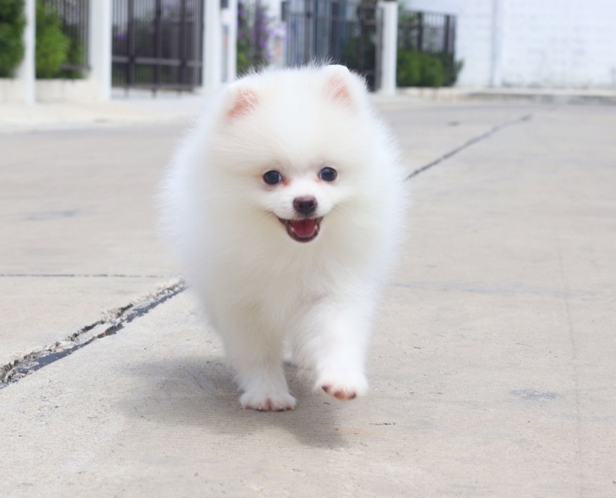 ปอมเมอเรเนียน เพศผู้สีขาวครีม