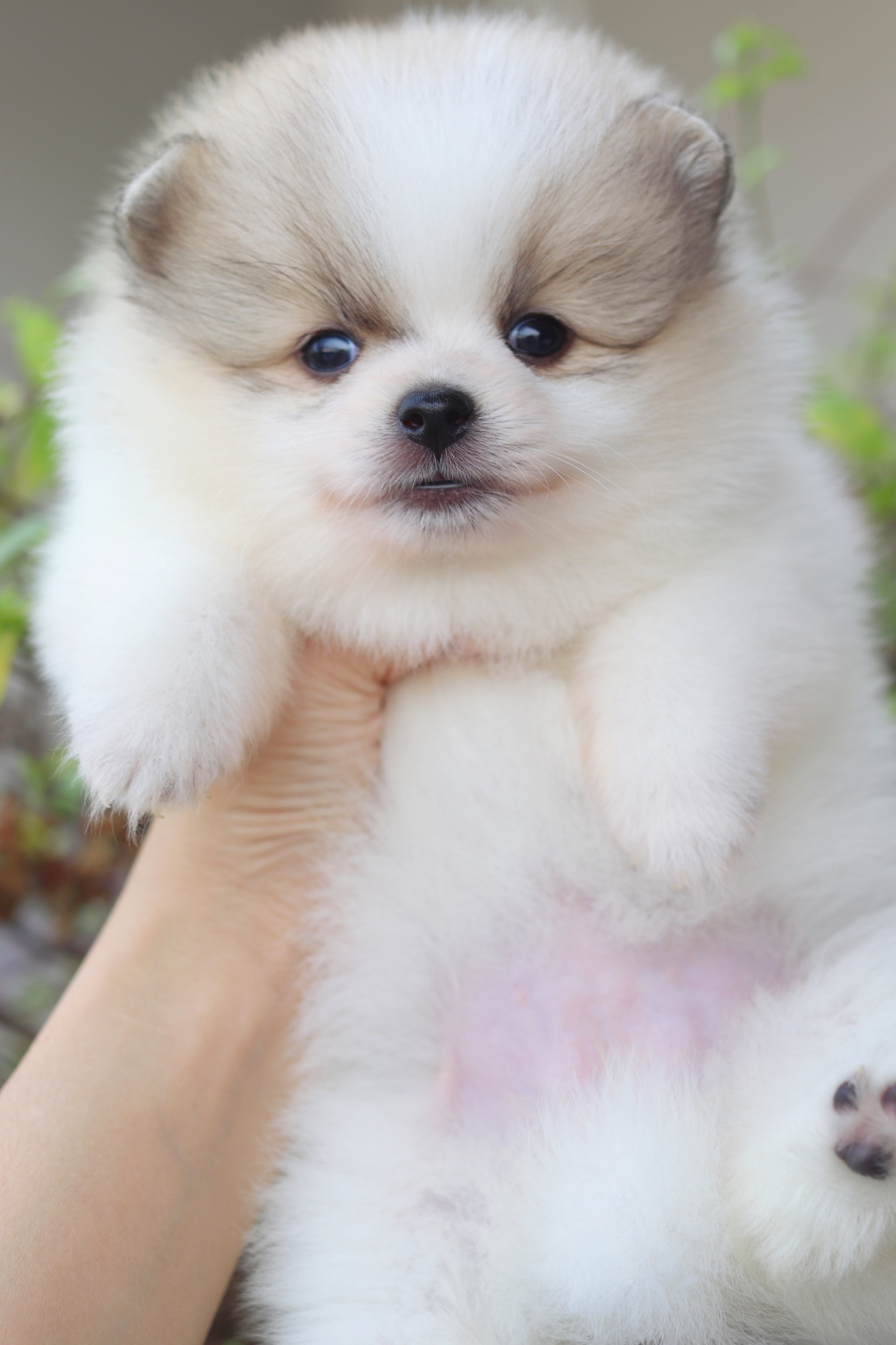 ปอมเมอเรเนียน เพศเมียสีแฟนซี