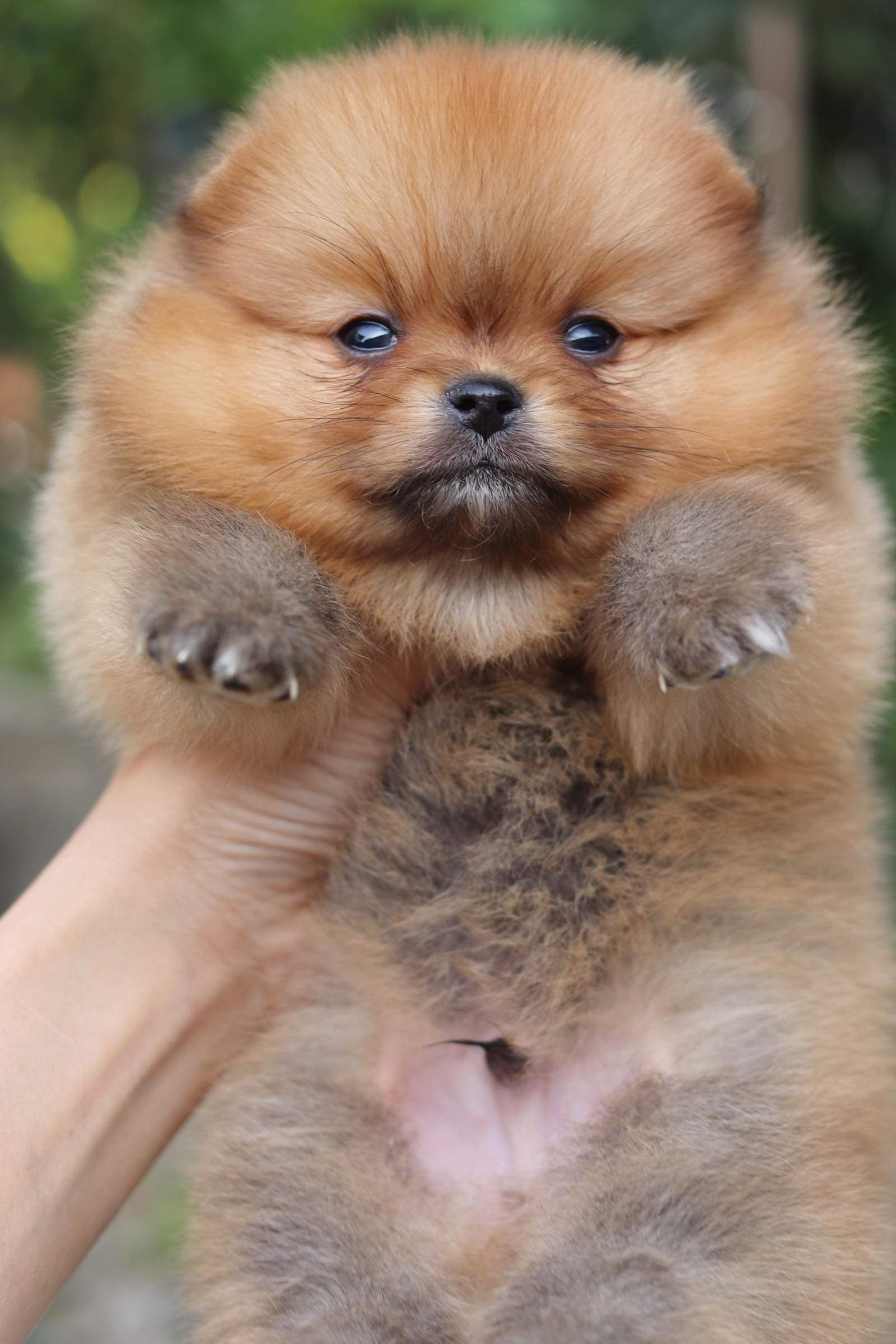 ปอมเมอเรเนียน เพศผู้