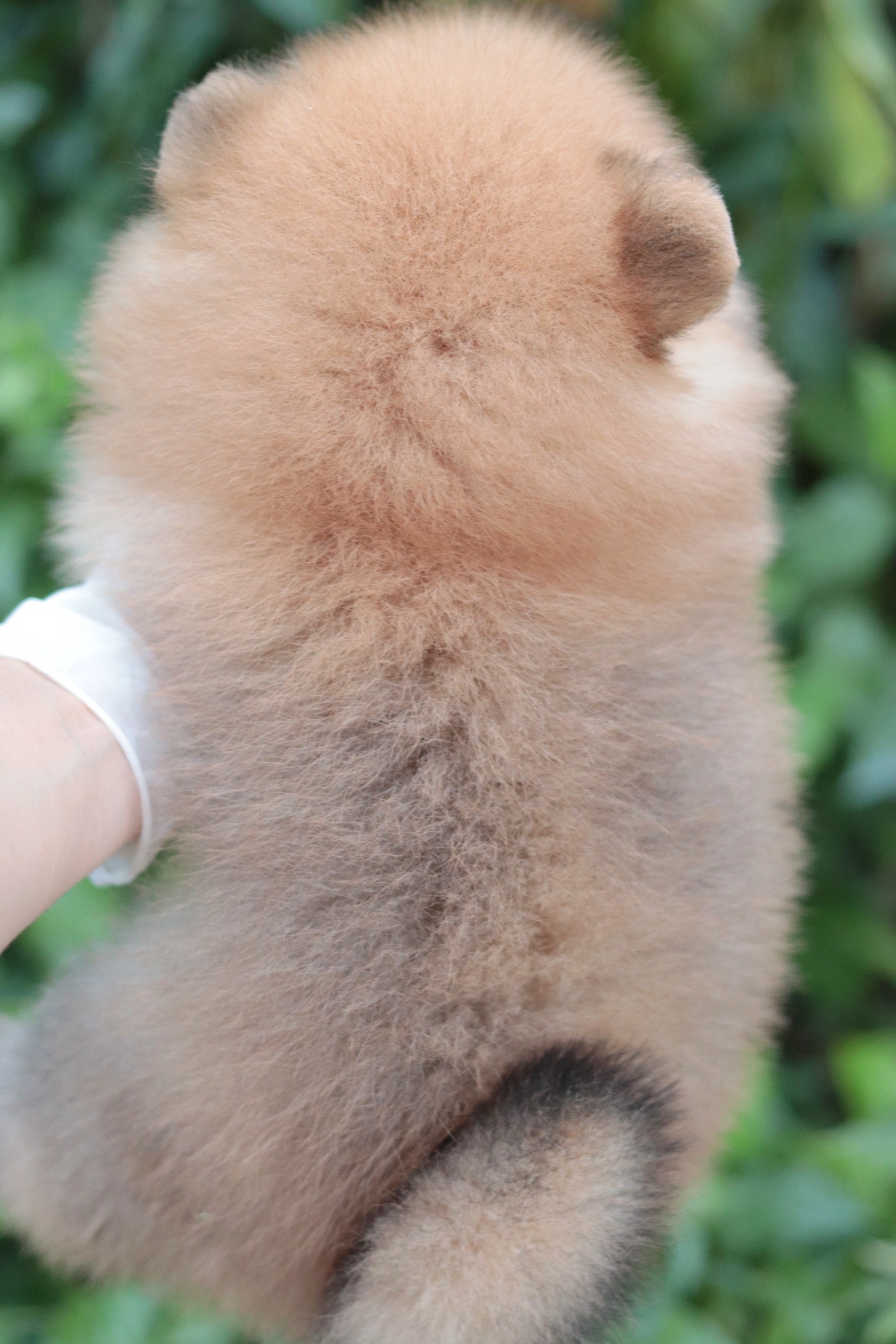 ปอมเมอเรเนียน เพศผู้ สีส้ม ไซส์ปกติ