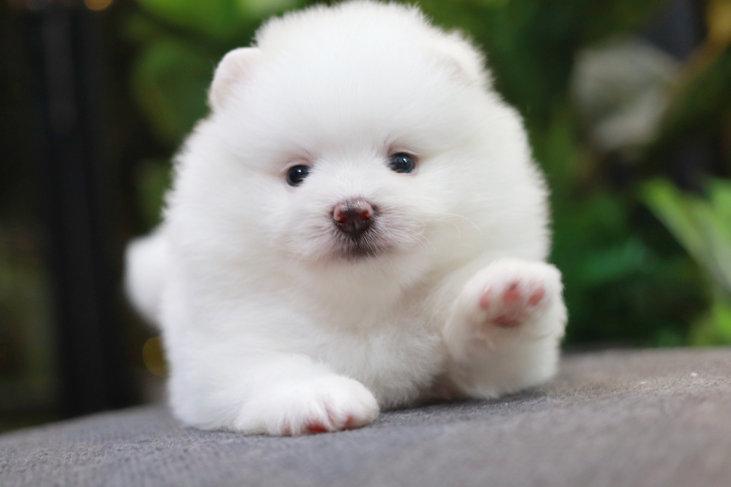 ปอมเมอเรเนียน เพศผู้ขาว ไซส์ปกติอ้วนๆเลยจ้า