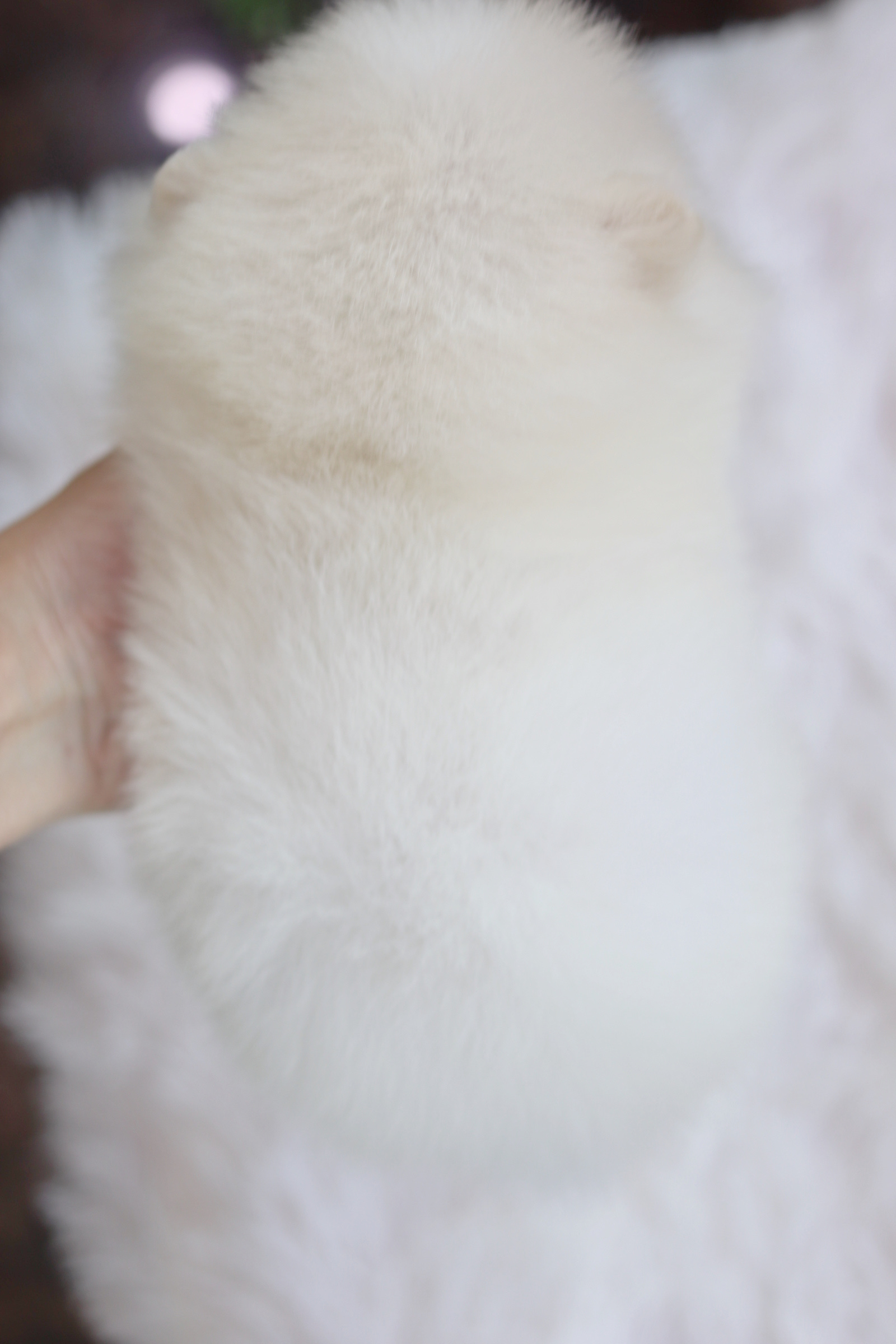 ปอมเมอเรเนียน เพศผู้ สีขาวครีม