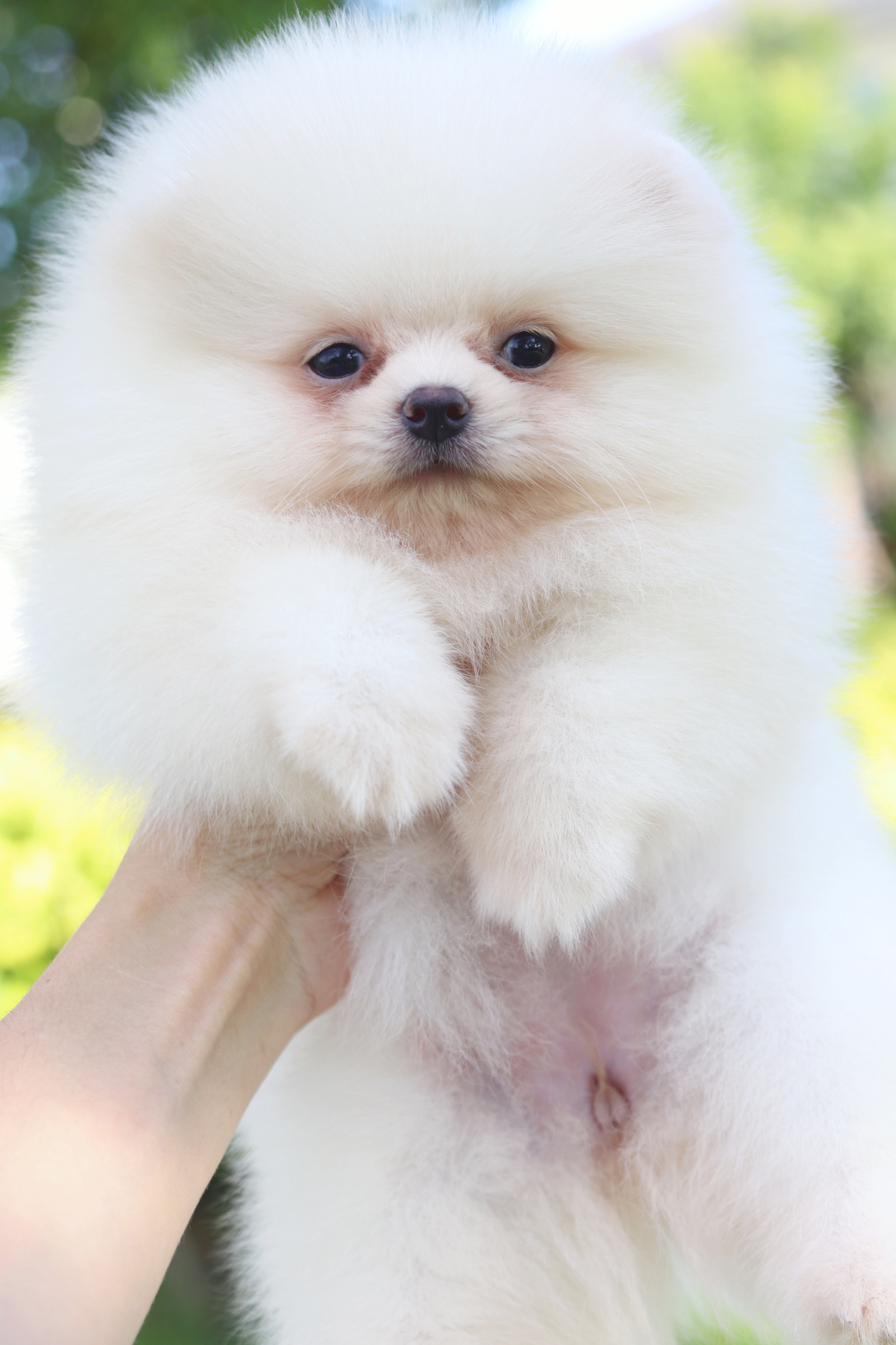 ปอมเมอเรเนียน เพศเมีย สีครีม เกรดโชว์