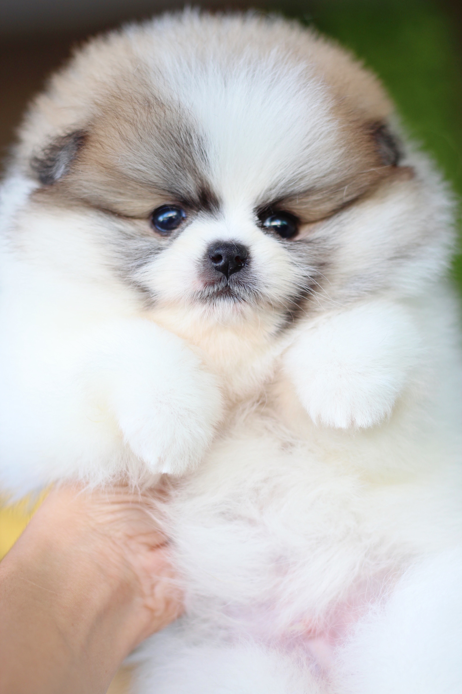 ปอมเมอเรเนียน เพศผู้ สีแฟนซีเกรดโชว์