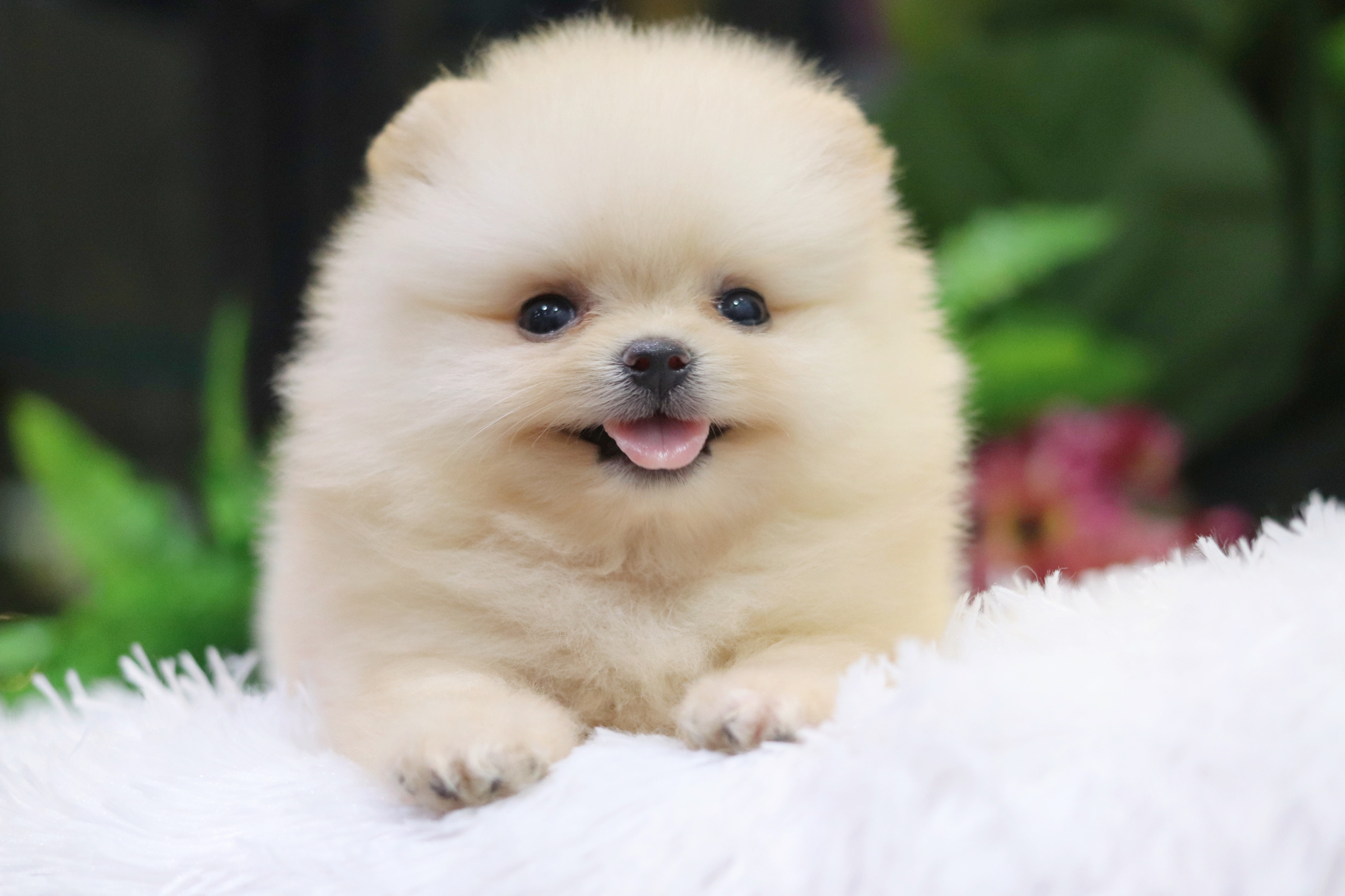 ปอมเมอเรเนียน เพศเมียสีครีมไซส์เล็ก