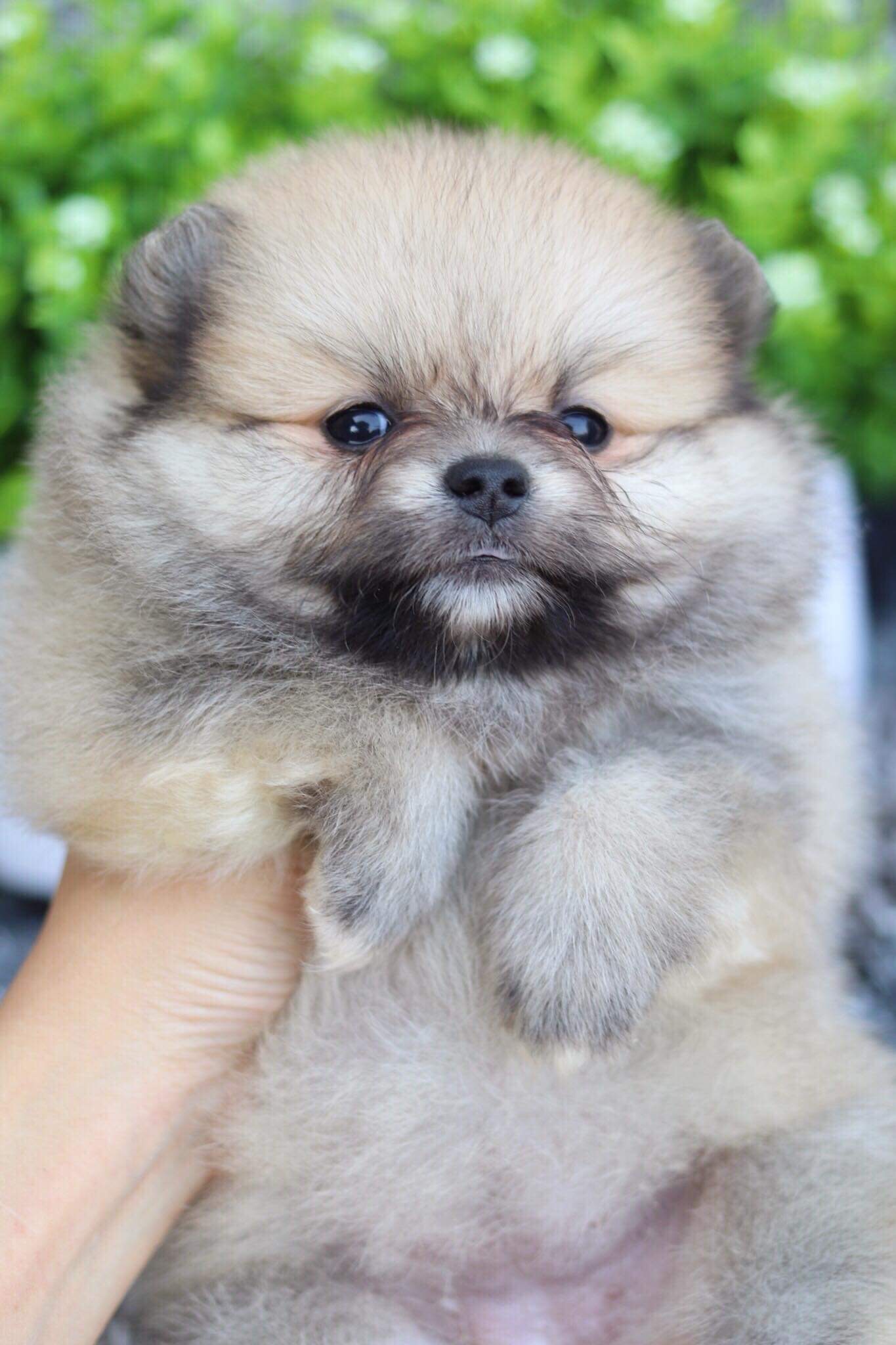 ปอมเมอเรเนียน เพศเมีย