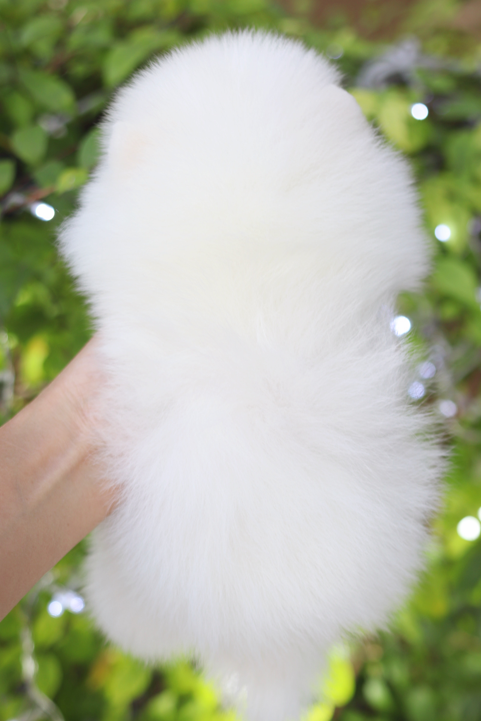 ปอมเมอเรเนียน เพศผู้สีขาวครีม