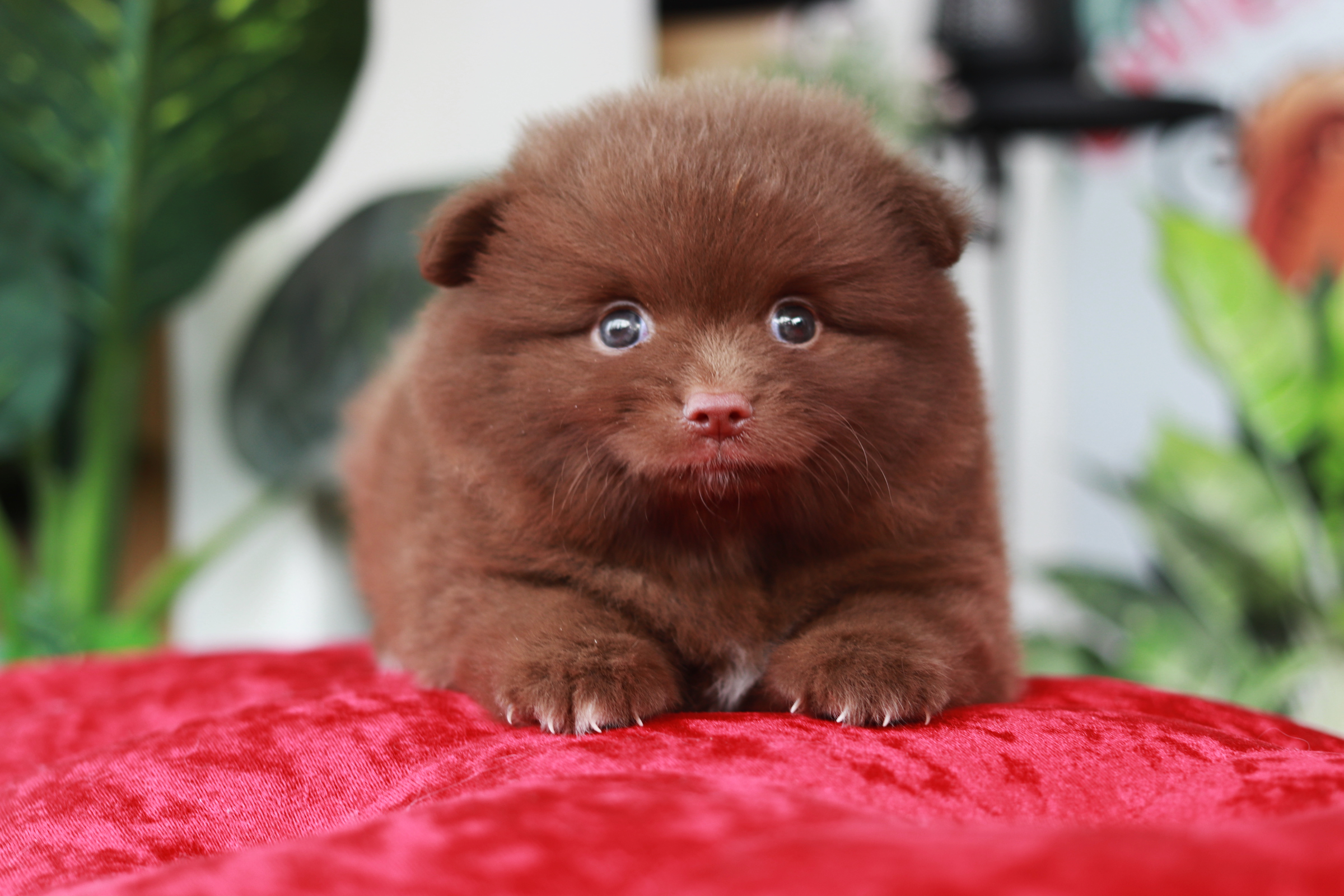 ปอมเมอเรเนียน เพศผู้ สีช็อค