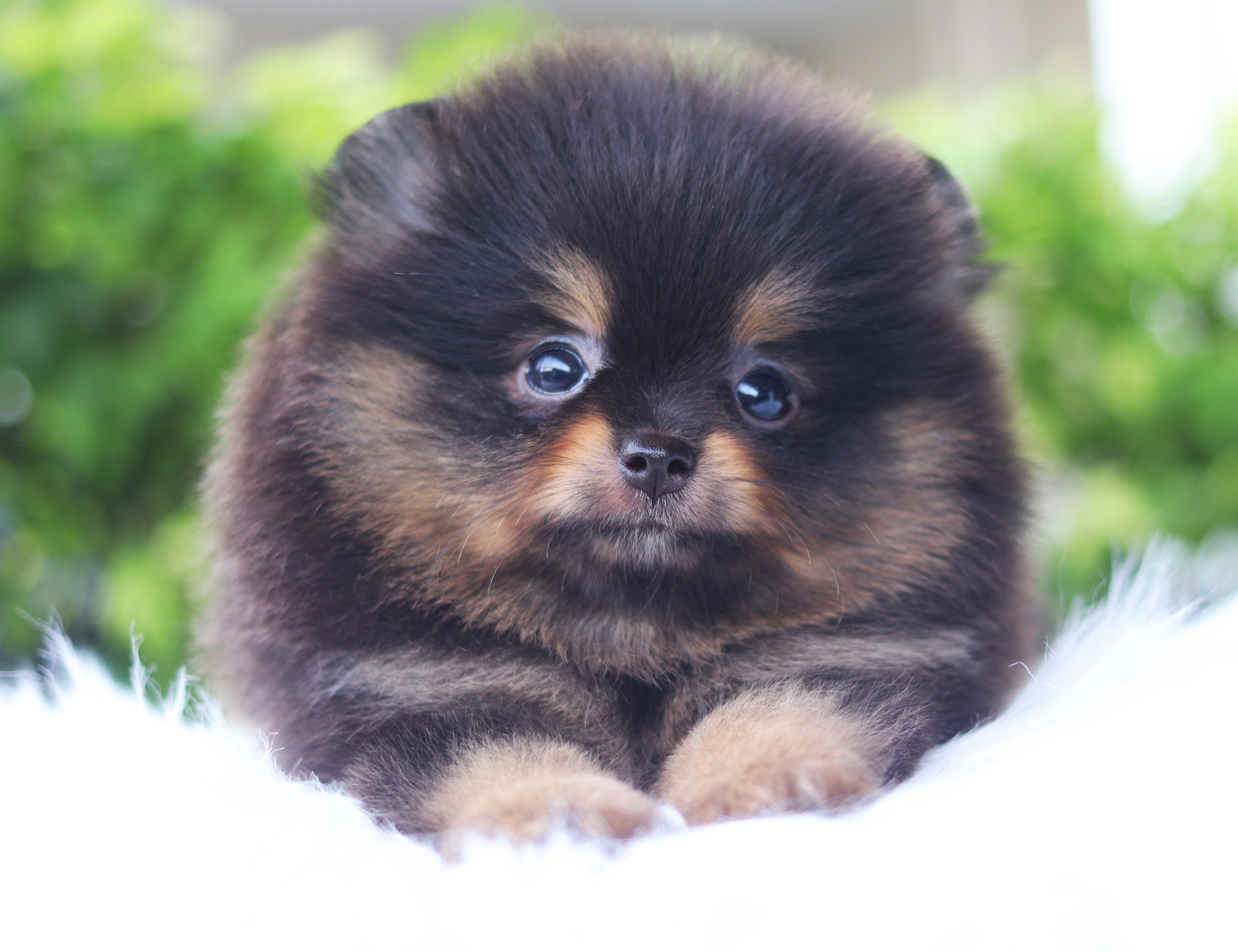 ปอมเมอเรเนียน เพศผู้สีแบล็คแทน