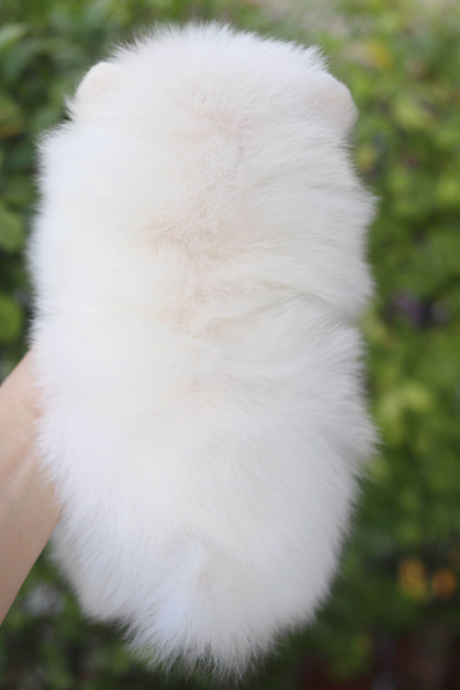 ปอมเมอเรเนียน เพศผู้สีขาวครีมเกรดโชว์