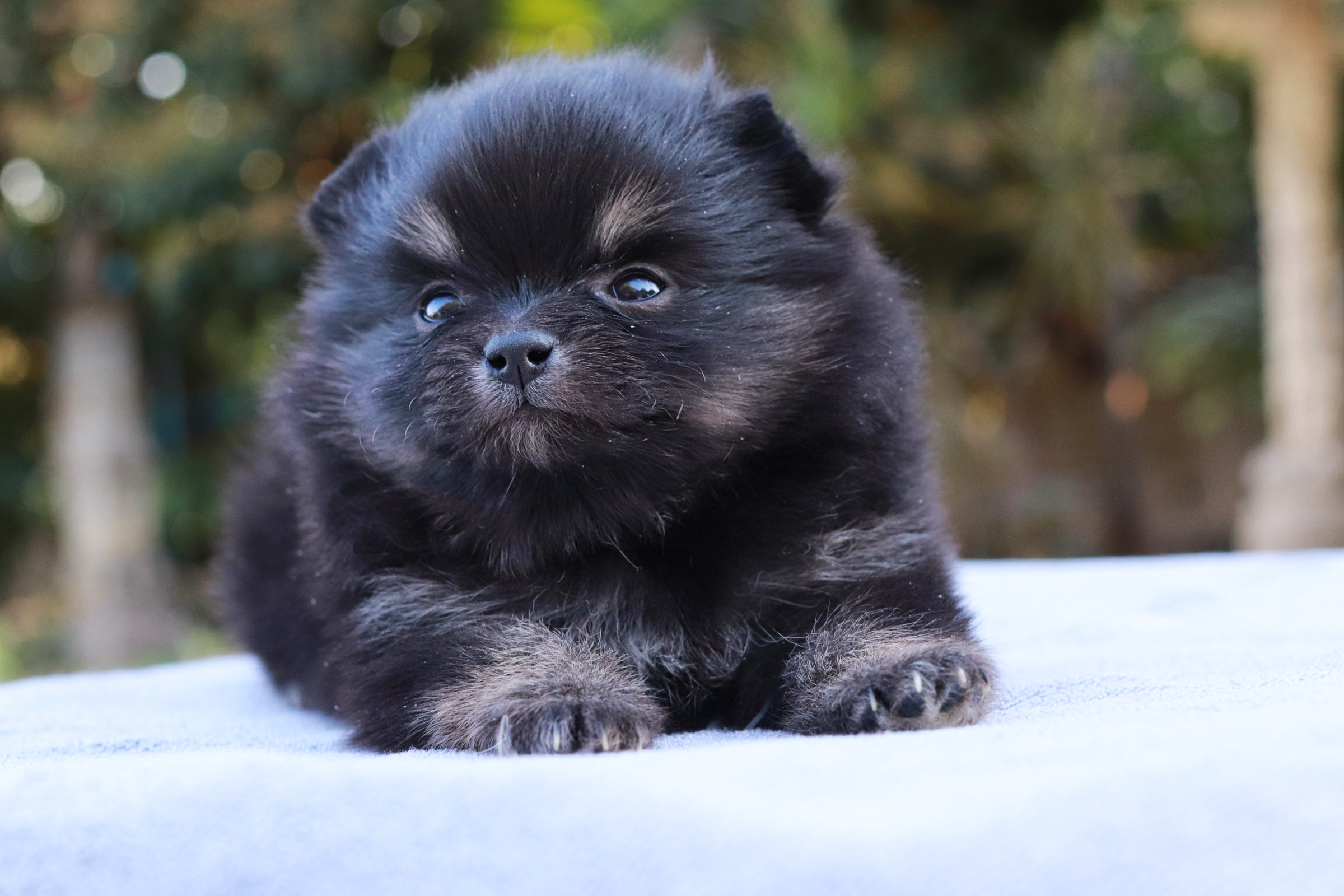 ปอมเมอเรเนียน เพศเมีย แบล็คแทน