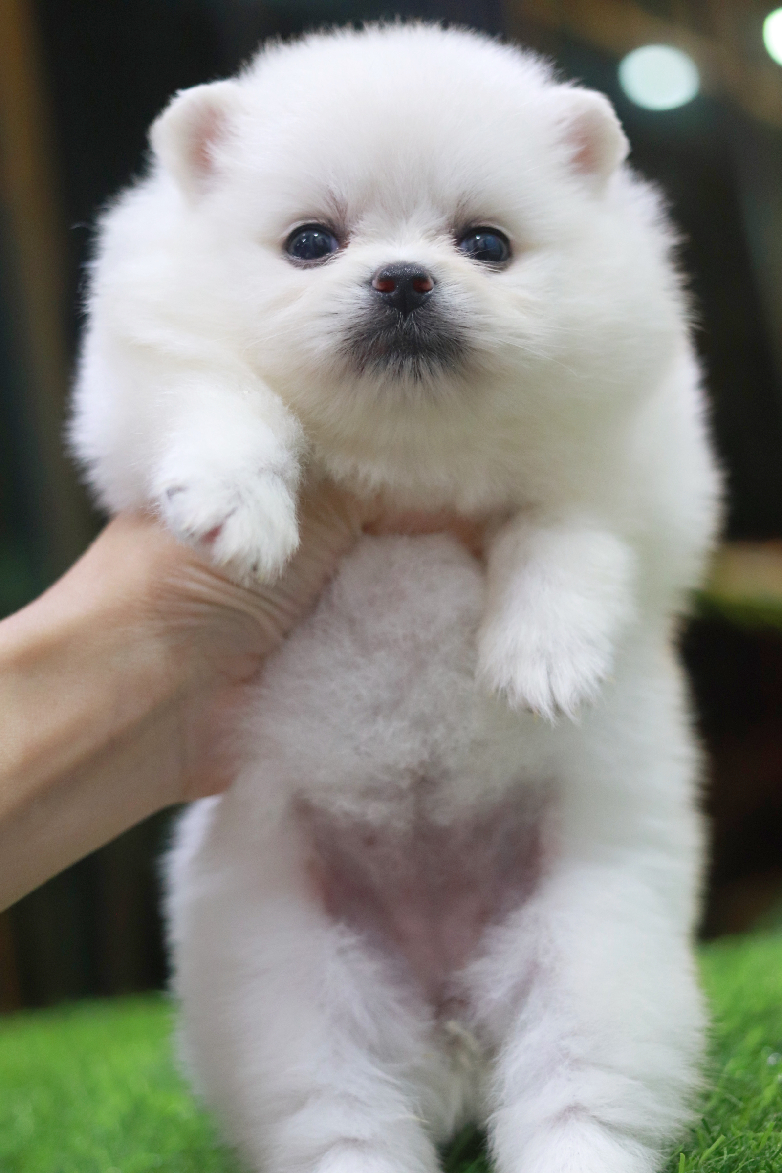 ปอมเมอเรเนียน เพศเมียไซส์เล็กสีขาว