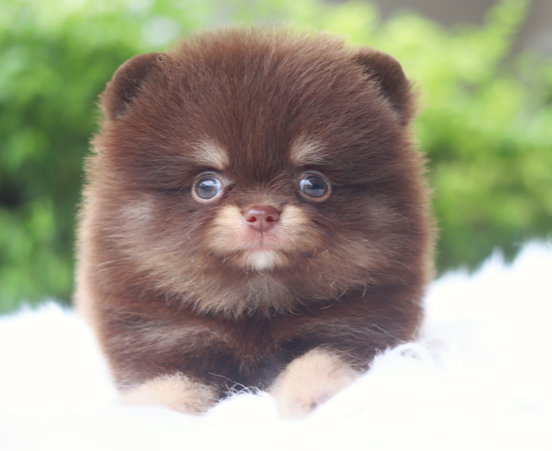 ปอมเมอเรเนียน เพศผู้สีช็อคแทน