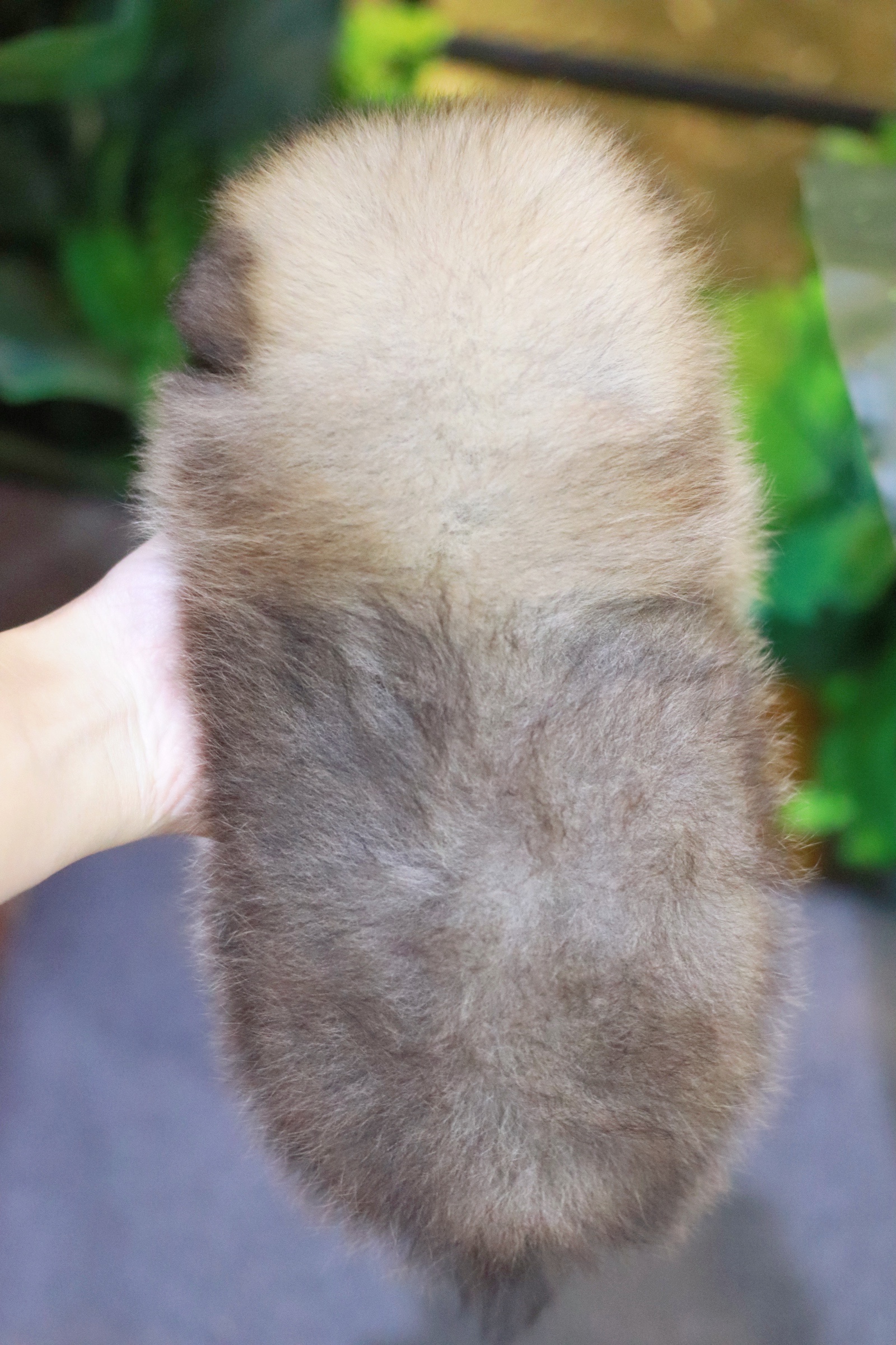 ปอมเมอเรเนียน เพศเมียสีส้ม