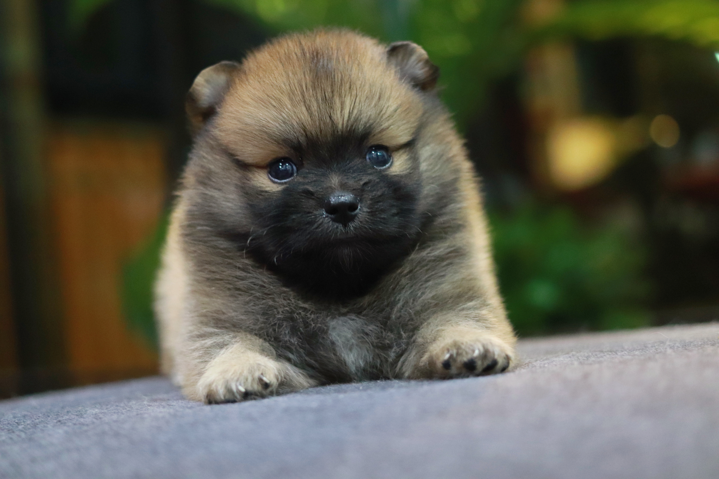 ปอมเมอเรเนียน เพศผู้