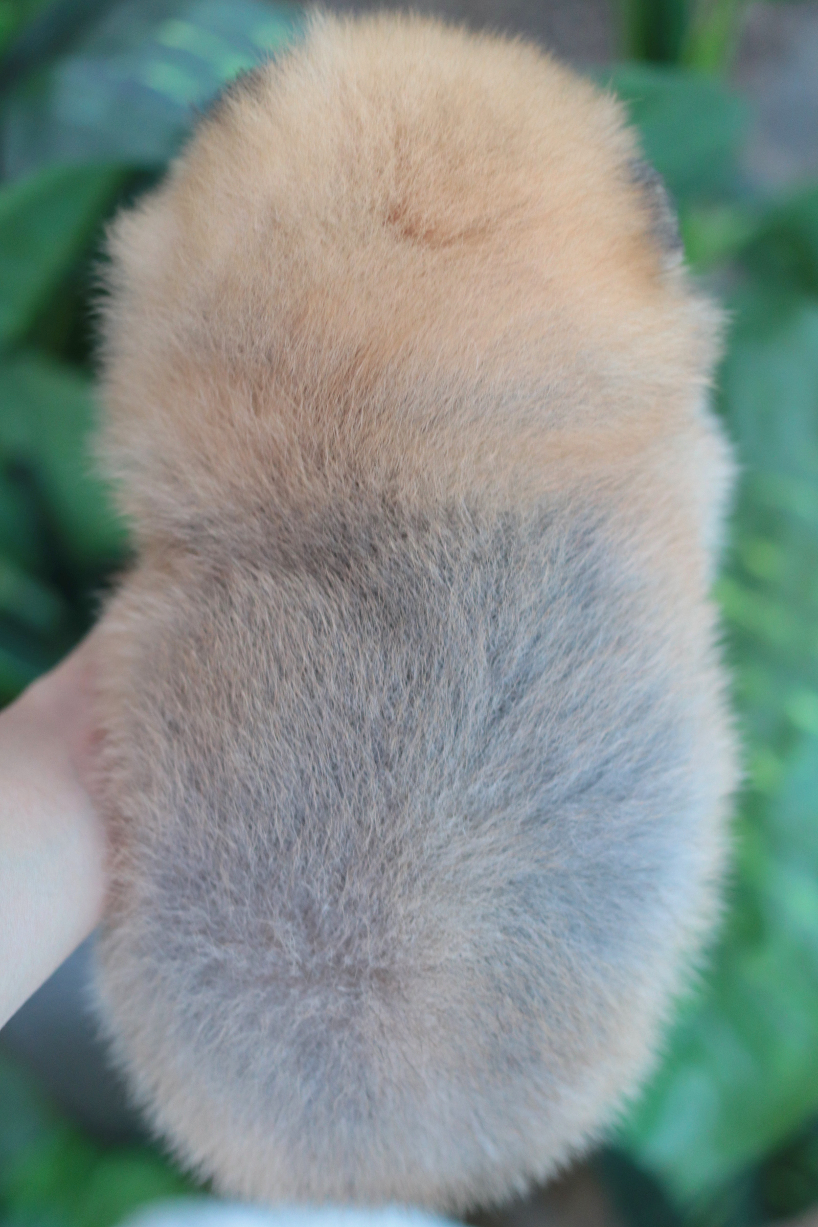 ปอมเมอเรเนียน เพศเมียสีส้ม