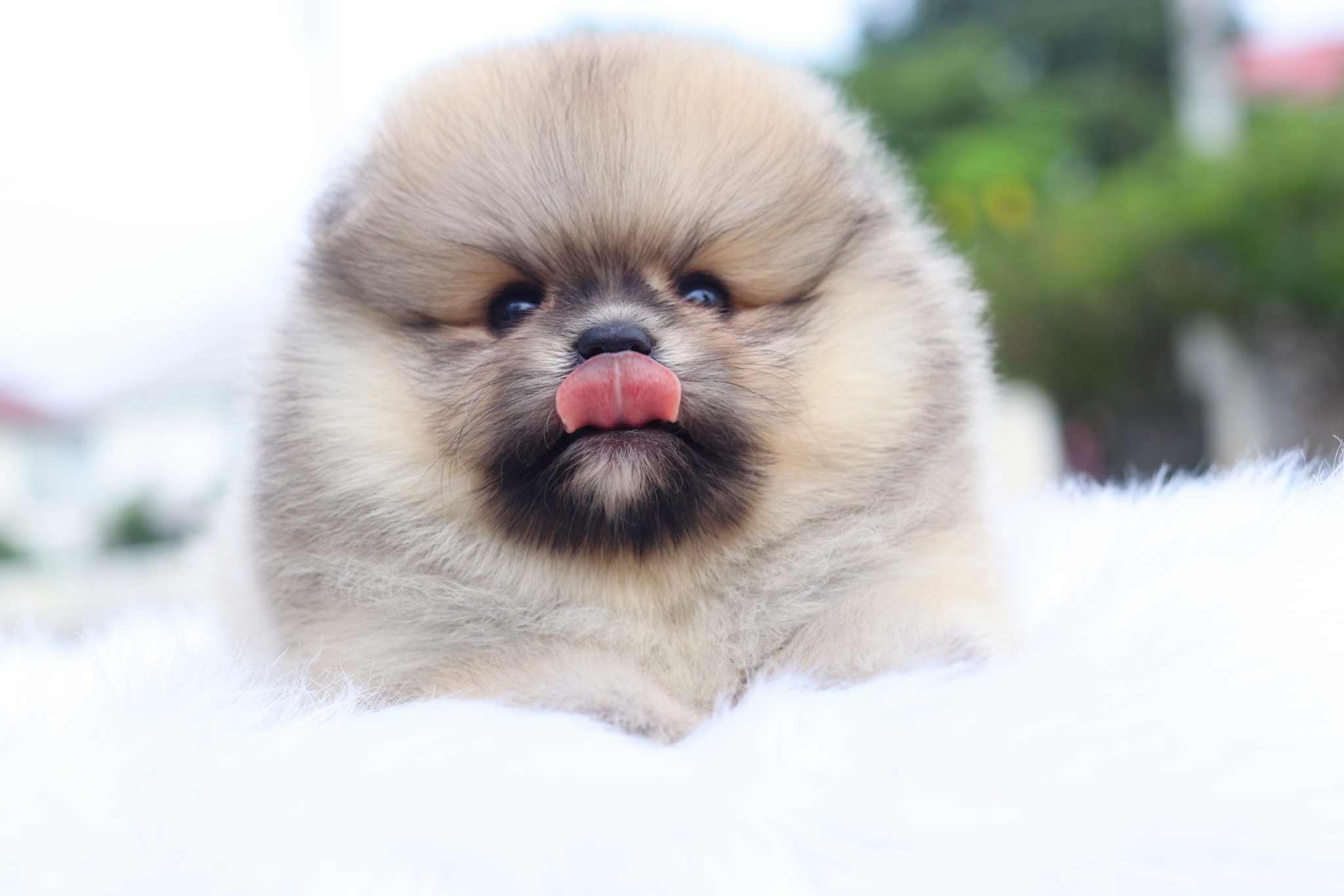 ปอมเมอเรเนียน เพศผู้สีส้ม