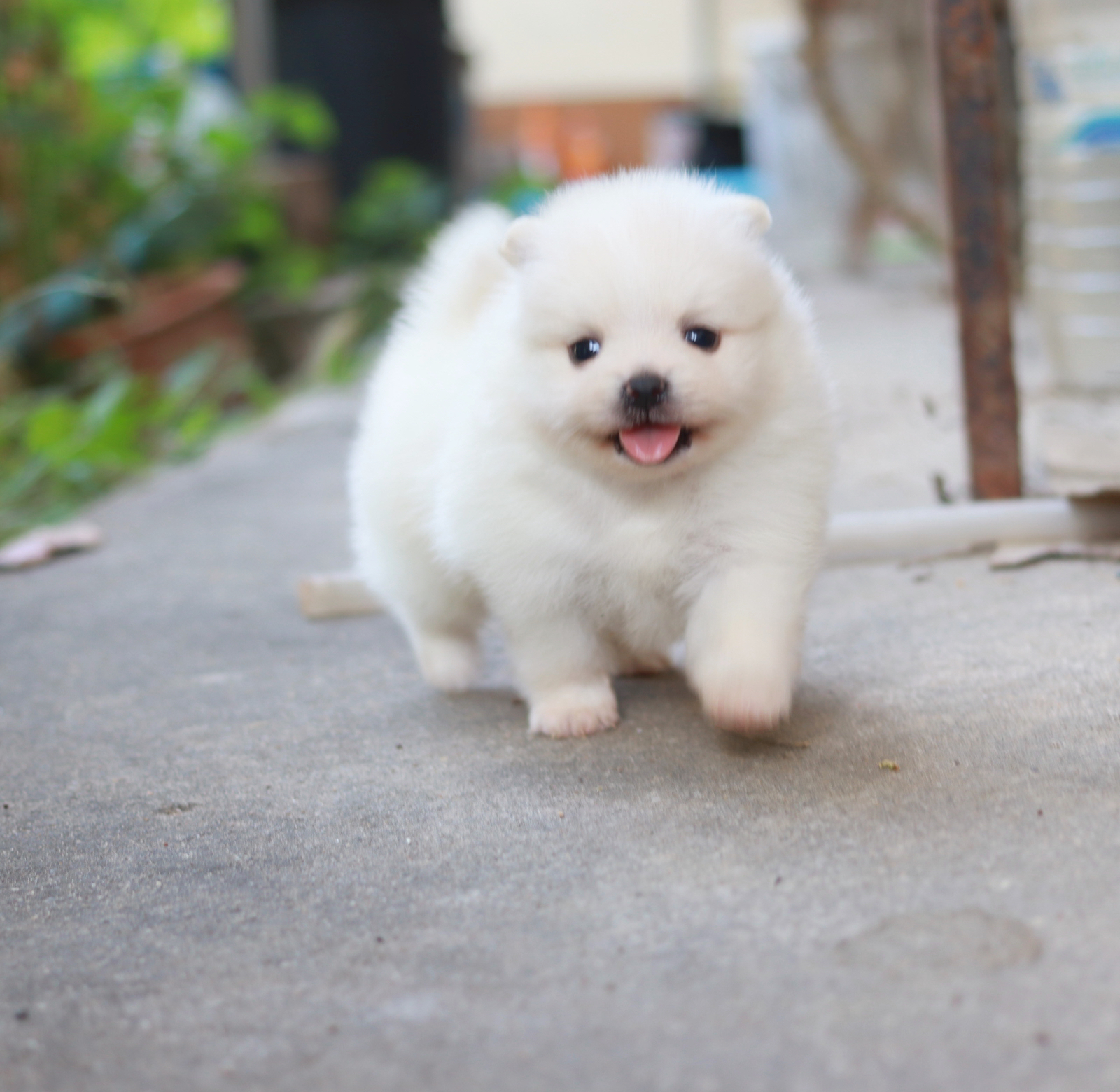 ปอมเมอเรเนียน เพศผู้ขาว