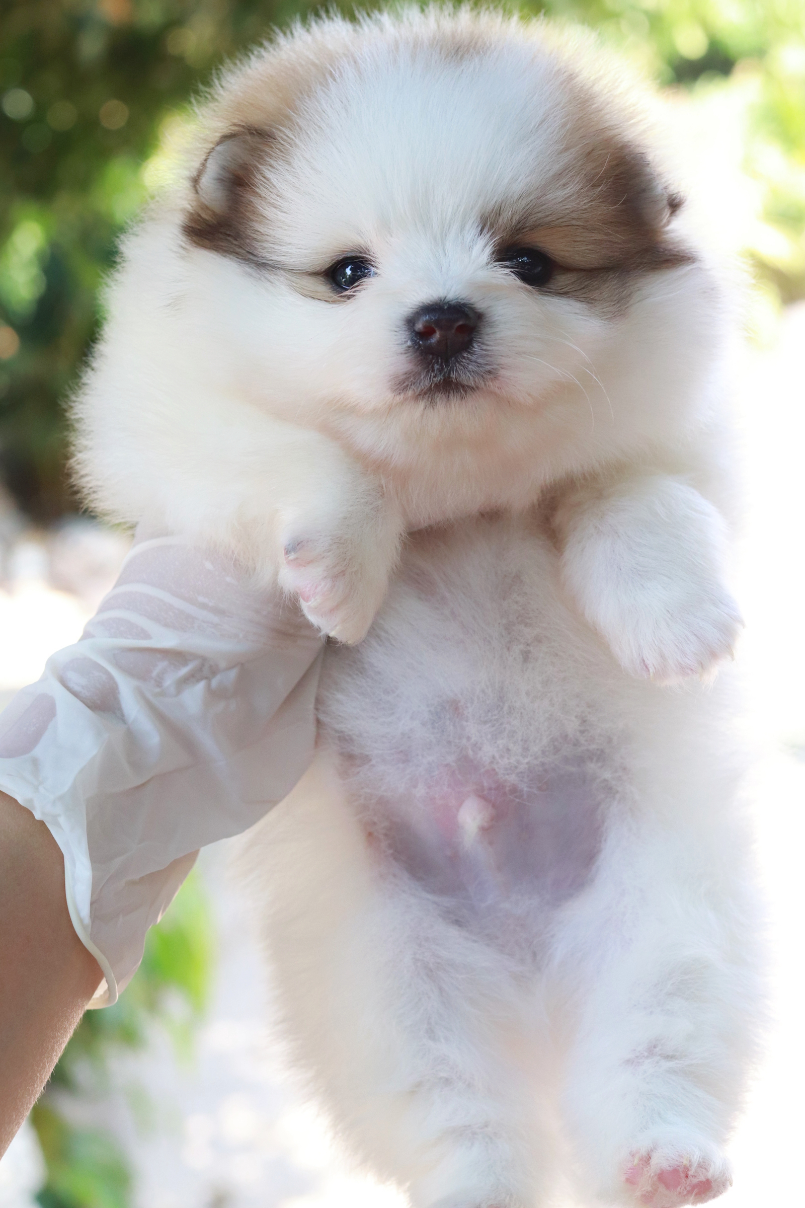 ปอมเมอเรเนียน เพศผู้ แฟนซี