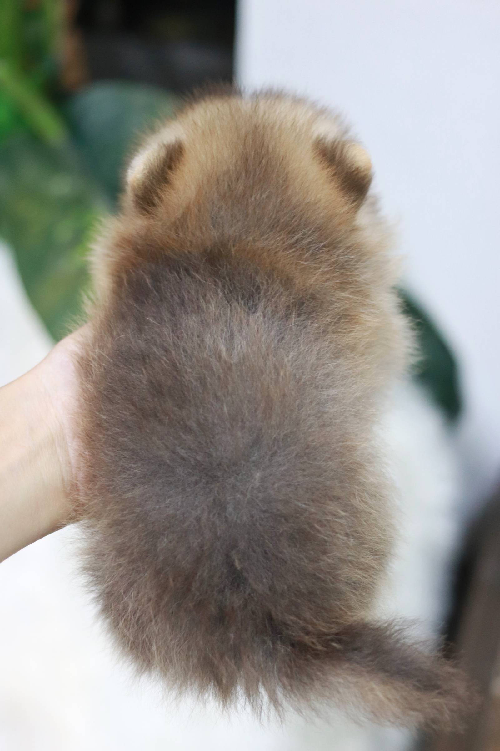 ปอมเมอเรเนียน เพศเมีย สีส้ม