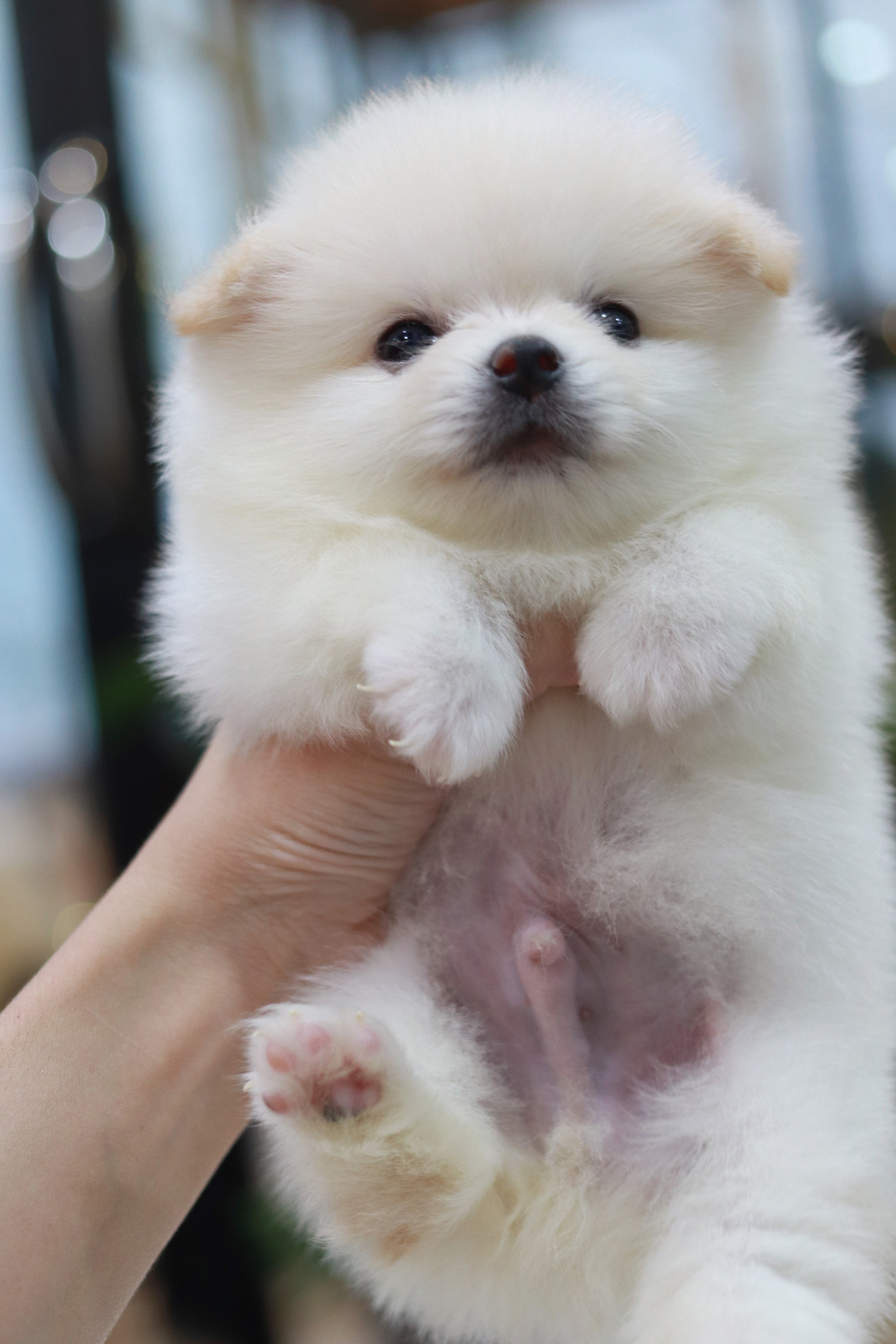 ปอมเมอเรเนียน เพศผู้ หน้าธรรมดา