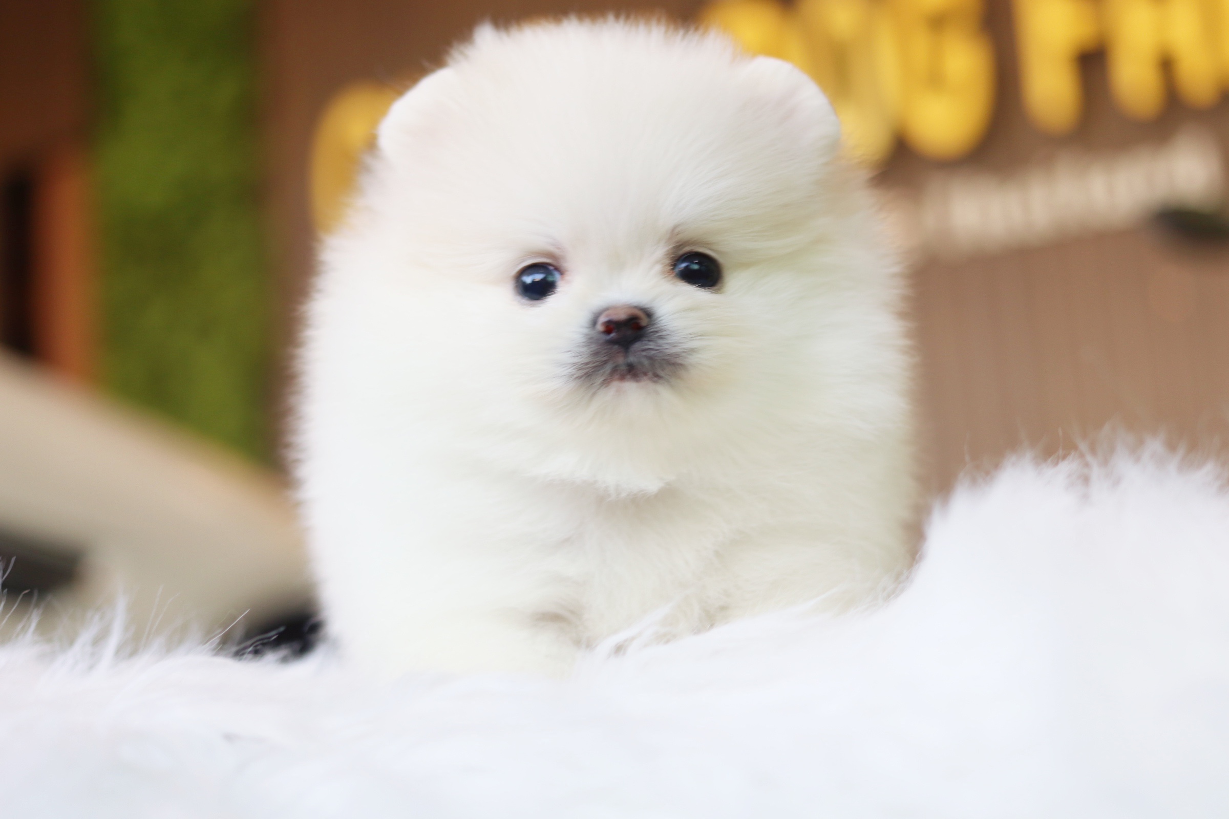 ปอมเมอเรเนียน เพศผู้ สีขาวครีม